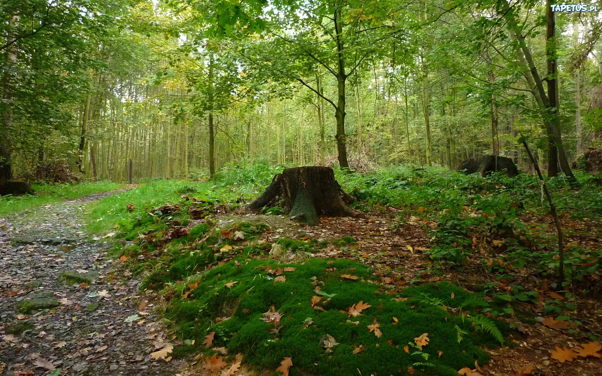 Jesień, Las, Ścieżka, Pień, Mech, Liście