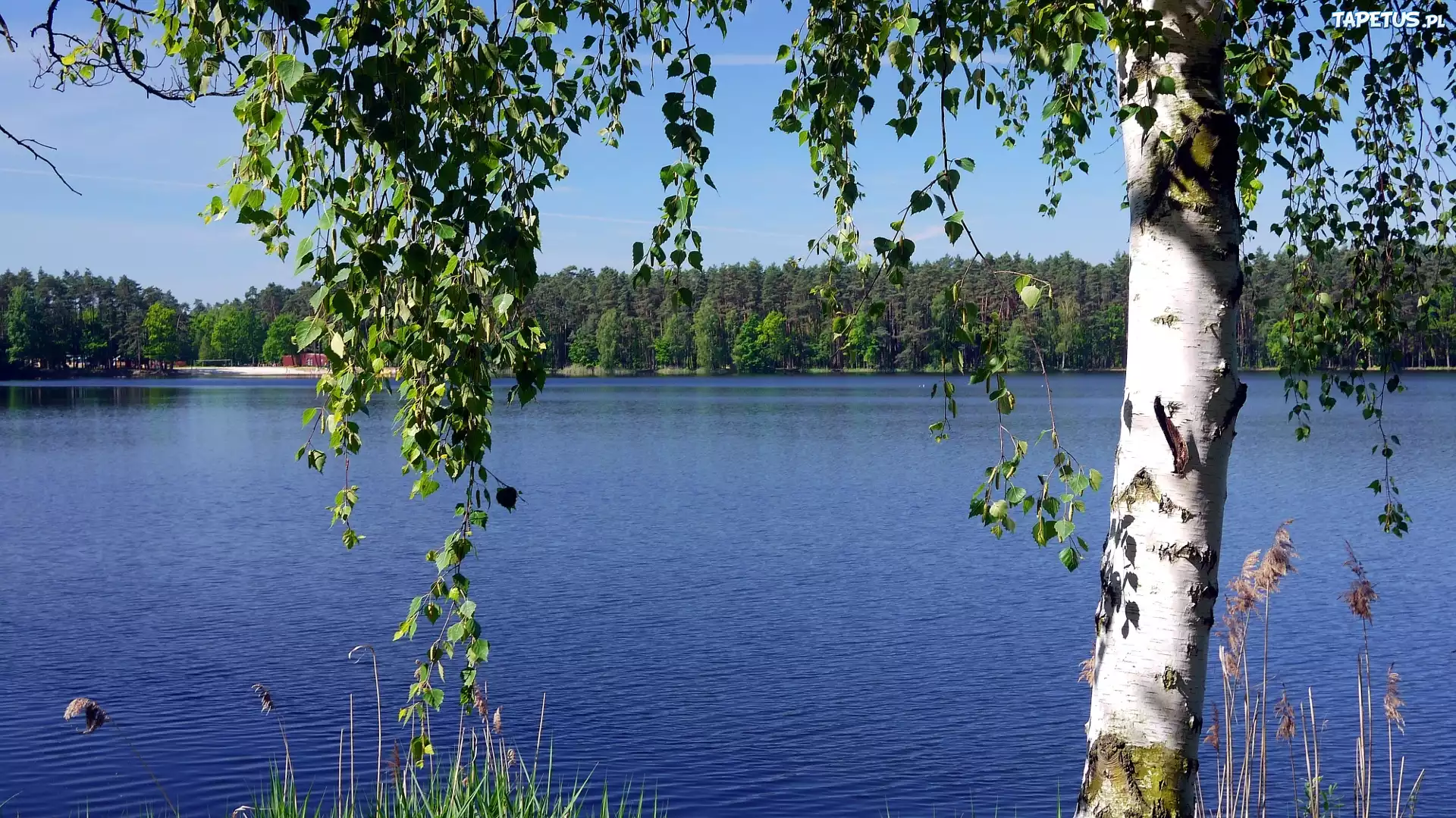 Пушгоры береза. Озеро Березовое Березово. Берёза повислая у реки. Река Березка Ивановская область. Березка сиверский