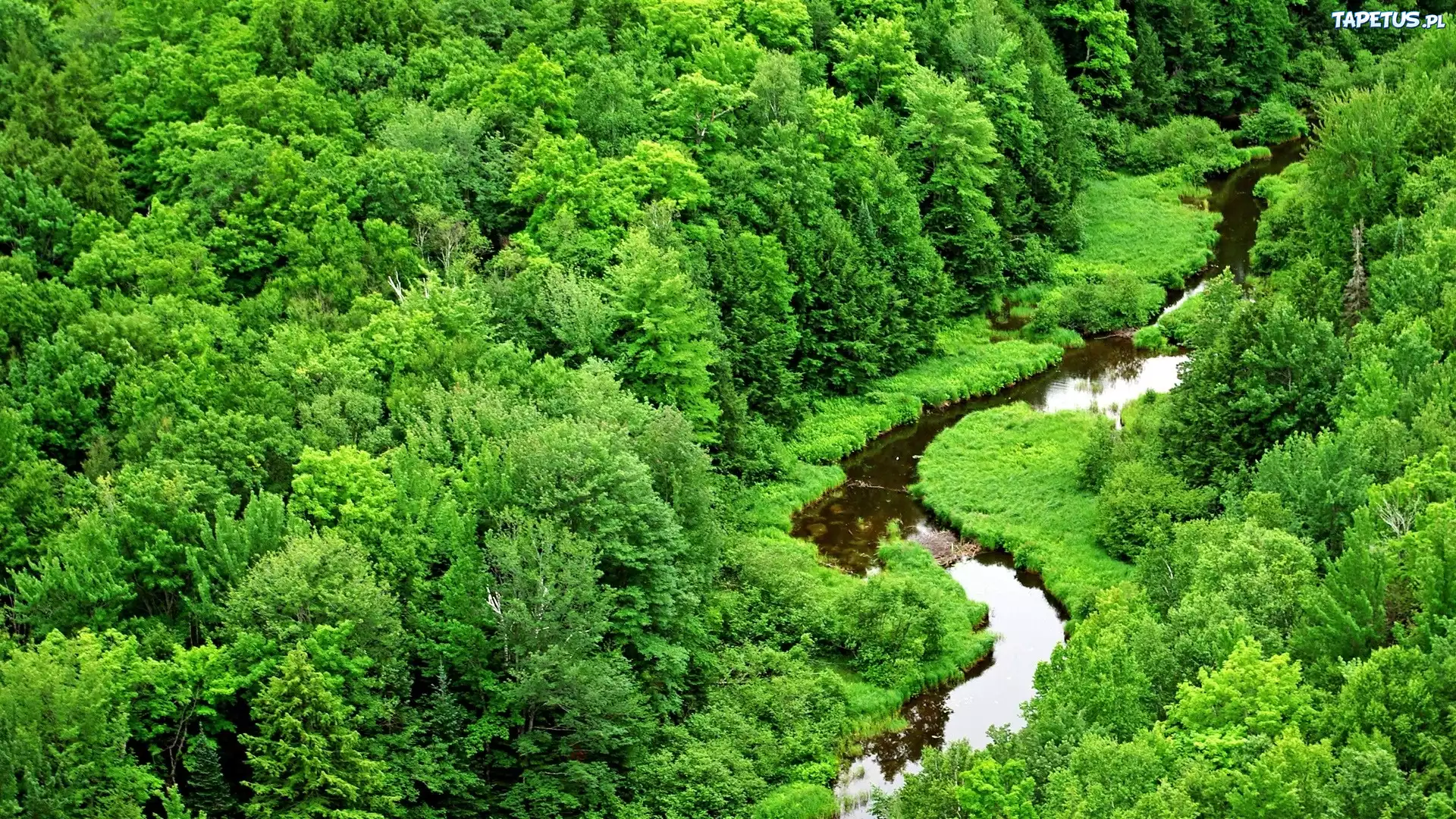 Zielony, Las, Meandrująca, Rzeka