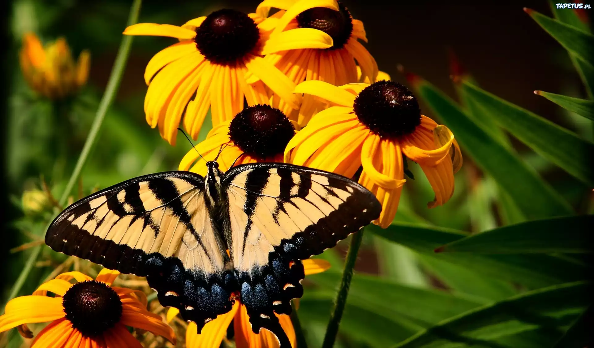 Żółte, Kwiaty, Rudbekia, Motyl