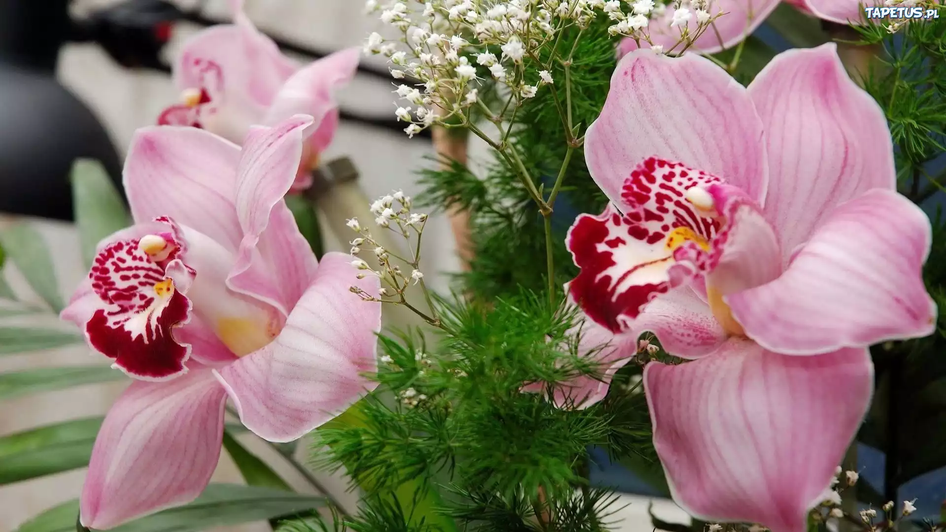 Orchidea