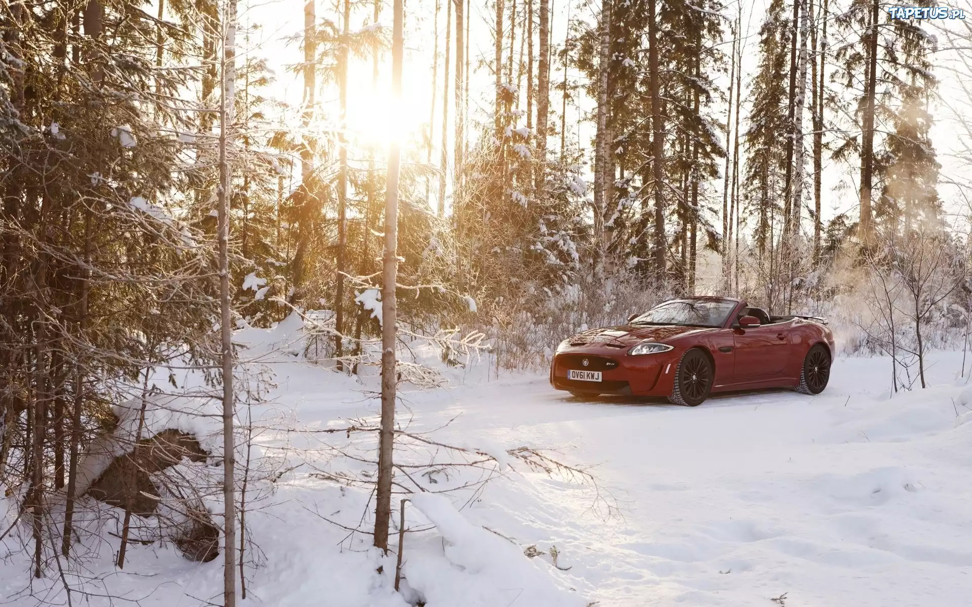 Jaguar, Cabrio, Las, Światło, Zima