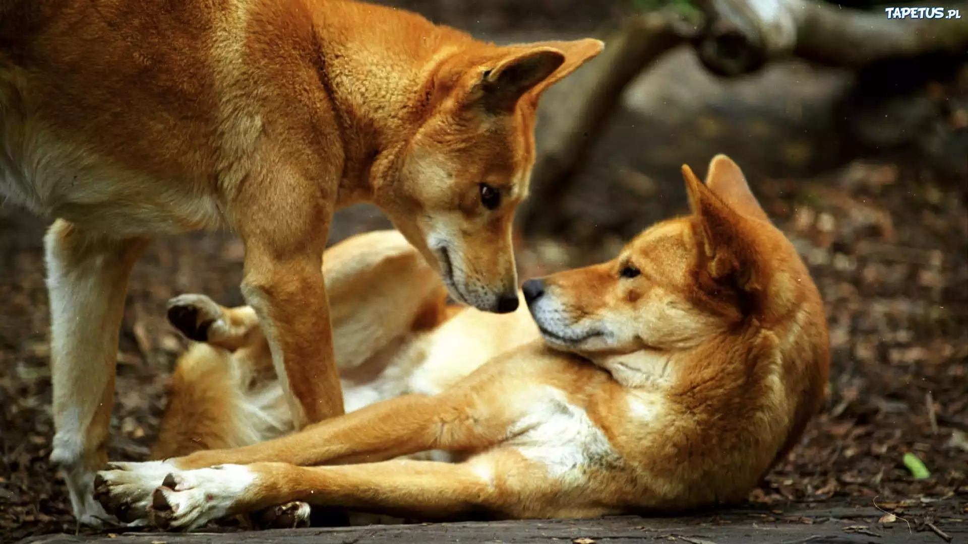 Dwa, Pieski, Dingo