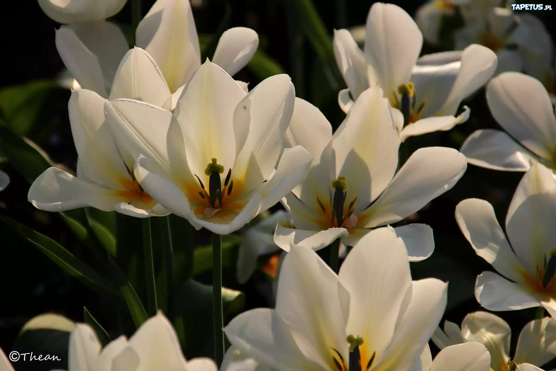 Białe, Tulipany