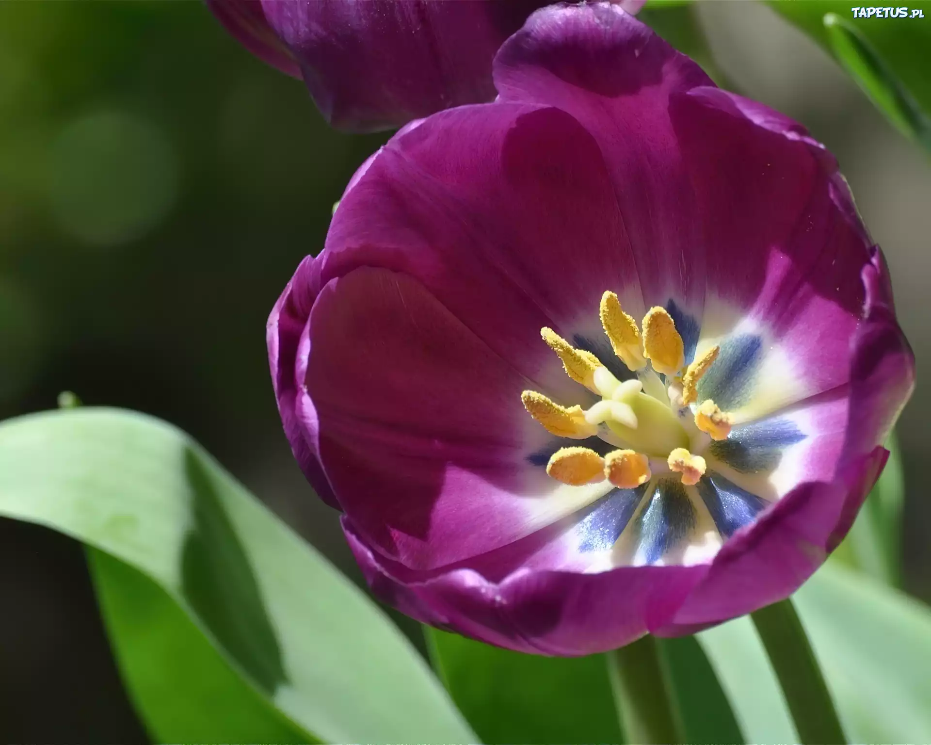 Różowy, Tulipan