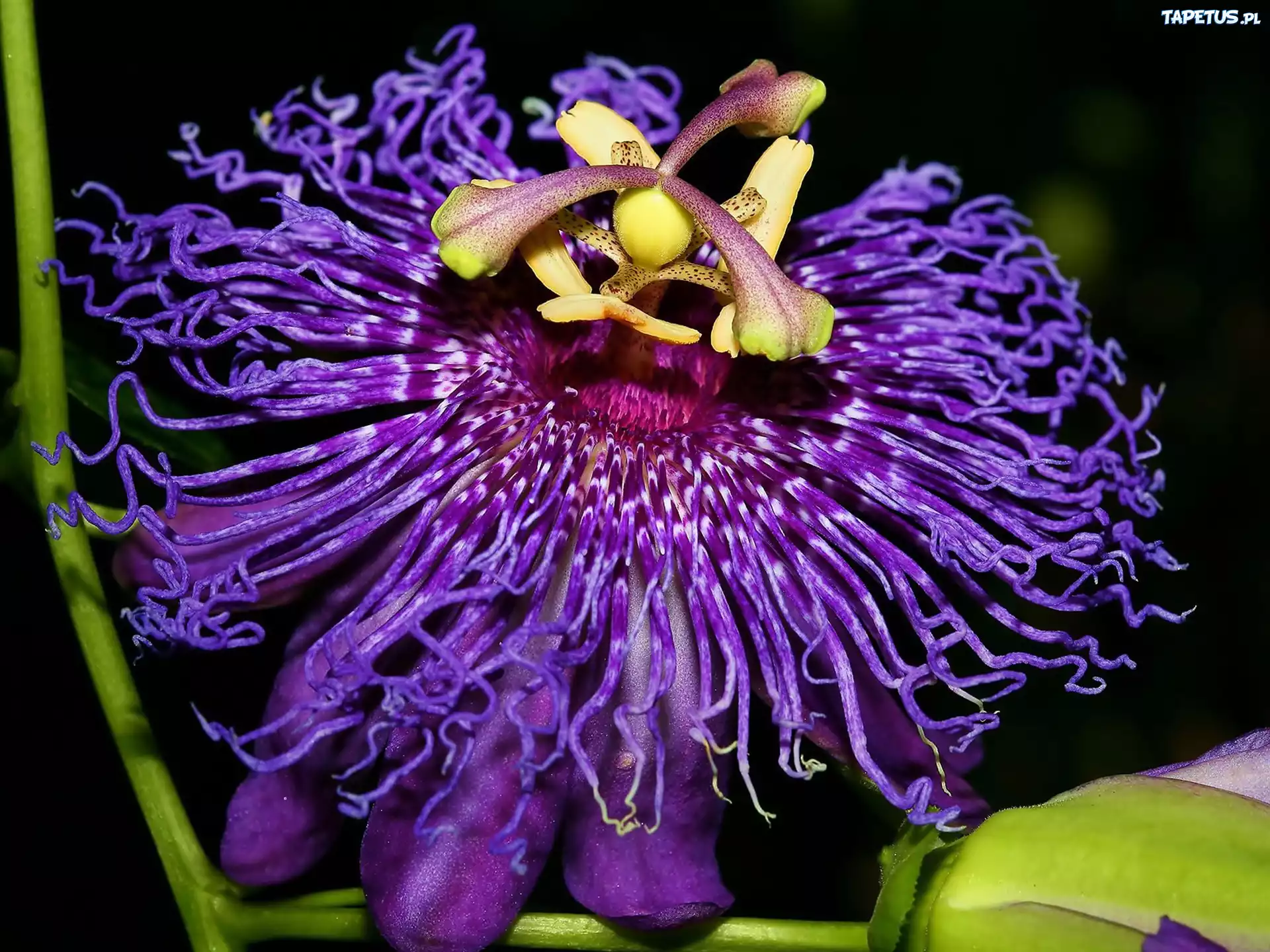 Kwiat, Passiflory