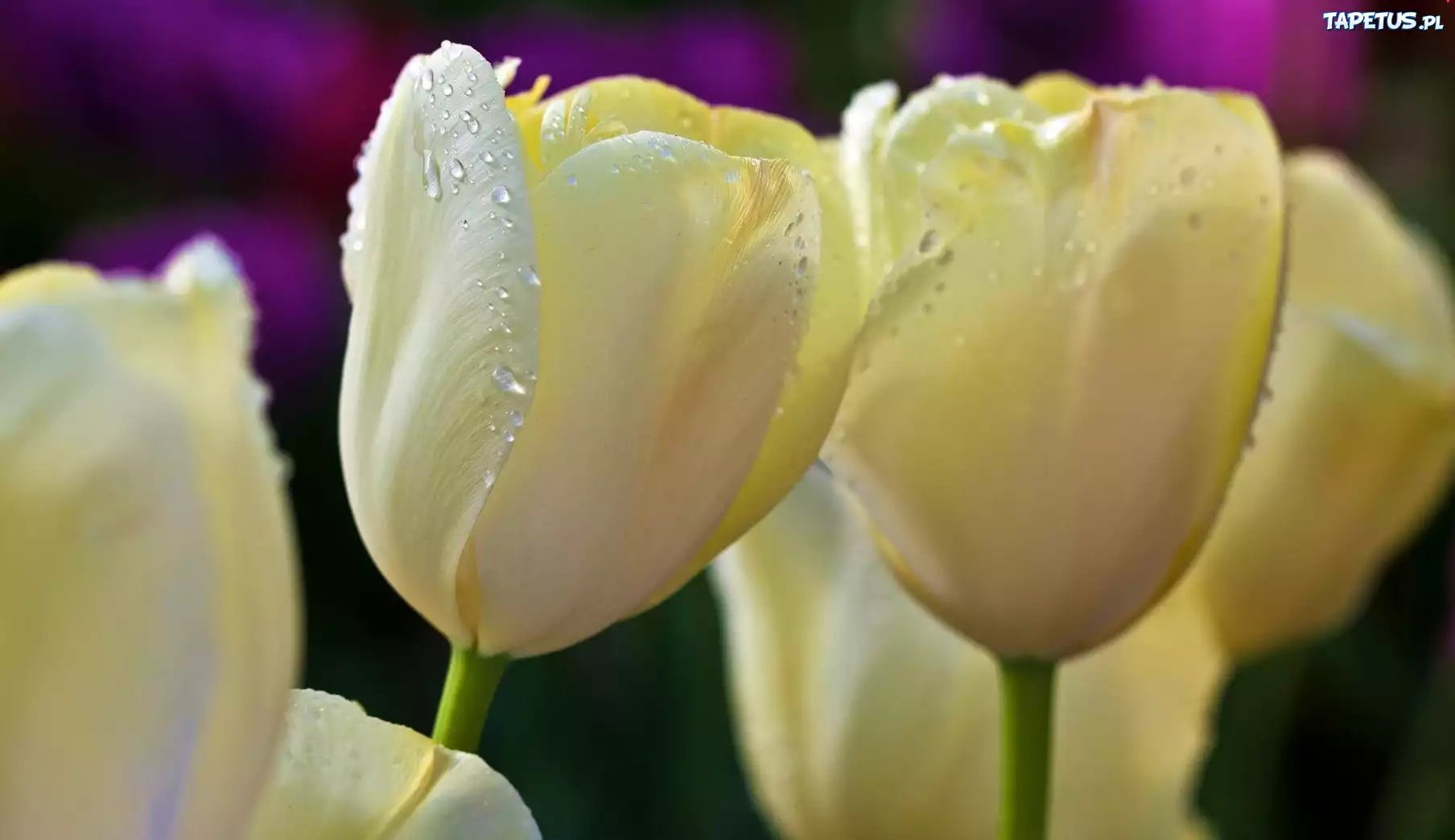 Białe, Tulipany, Krople, Wody