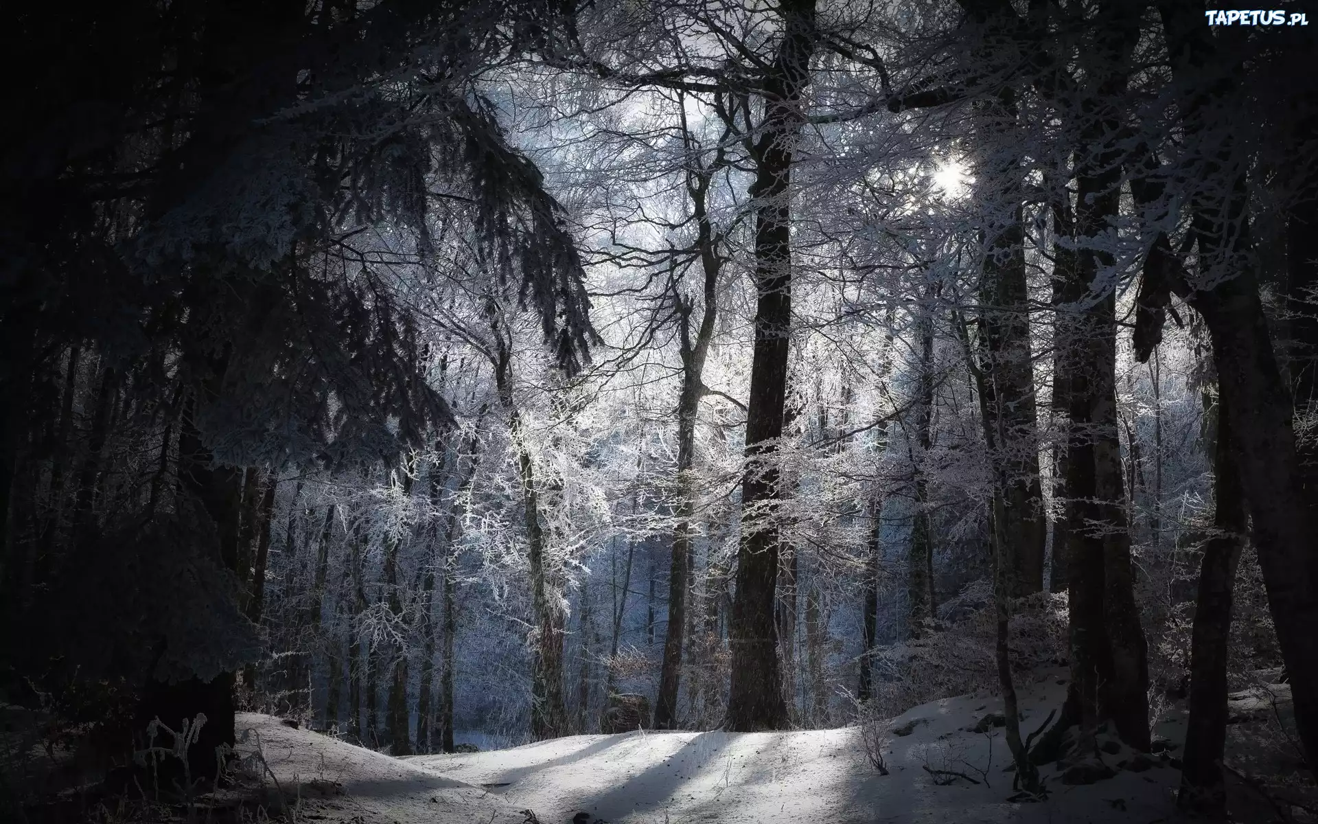 Zima, Las, Śnieg, Przebijające, Światło