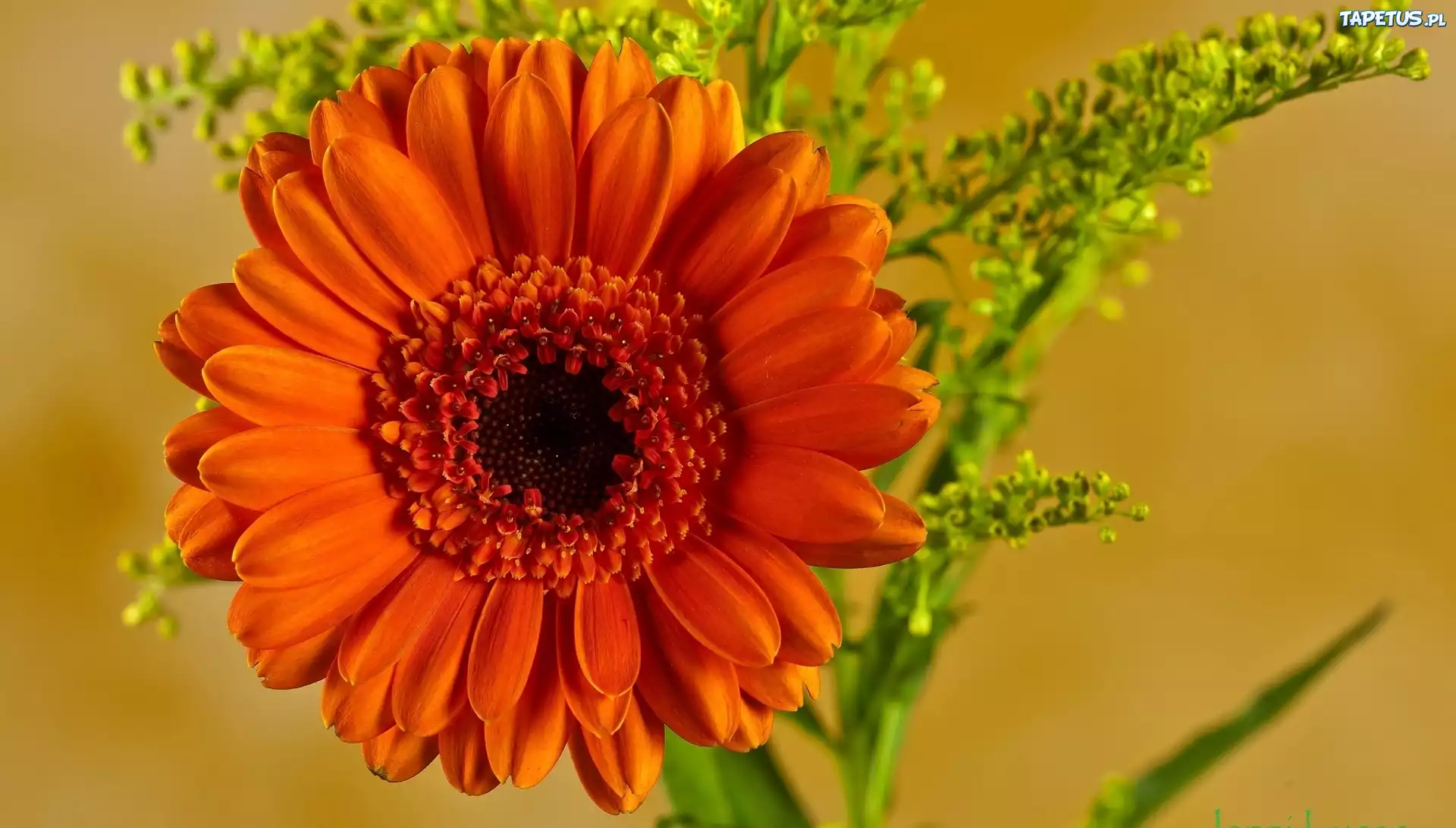 Kwiat, Pomarańczowa, Gerbera