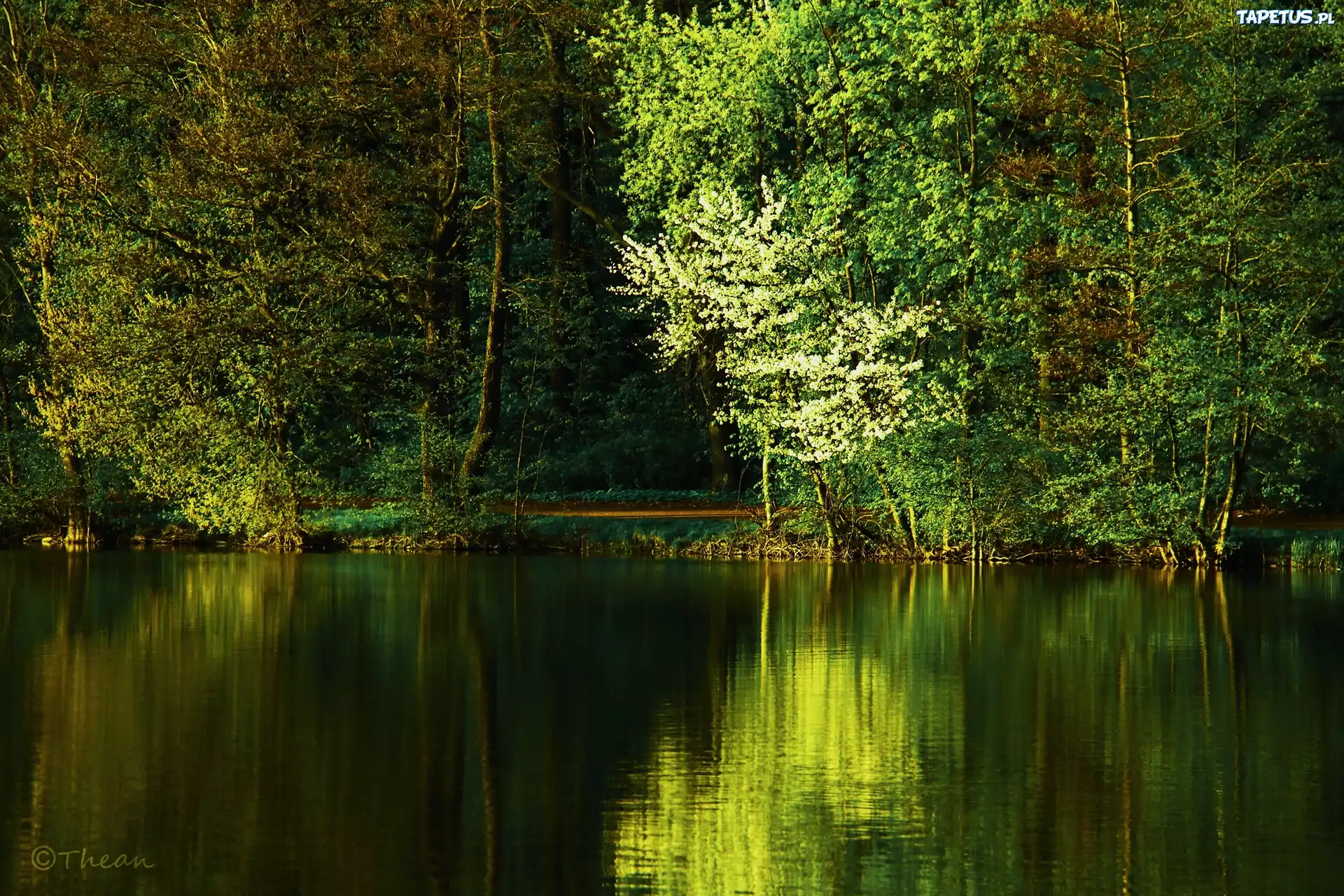 Jezioro, Drzewa, Wiosna