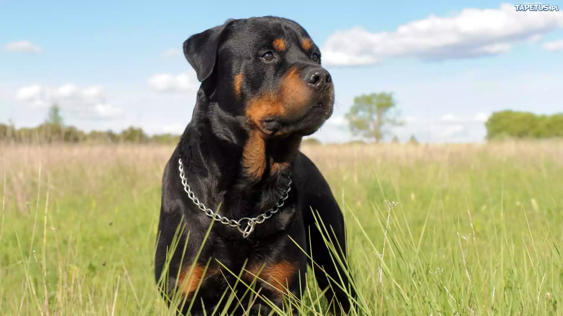 Rottweiler, Łąka