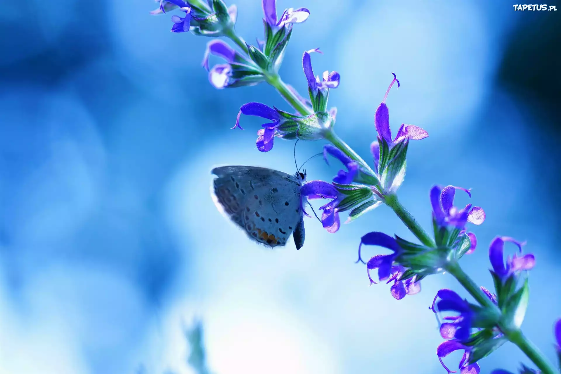 Motyl, Łodyżka, Kwiatki