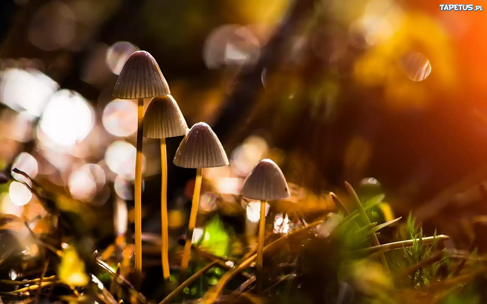 Małe, Grzybki, Bokeh