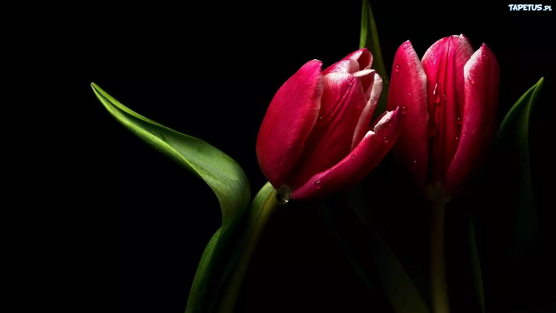 Czerwony, Tulipan