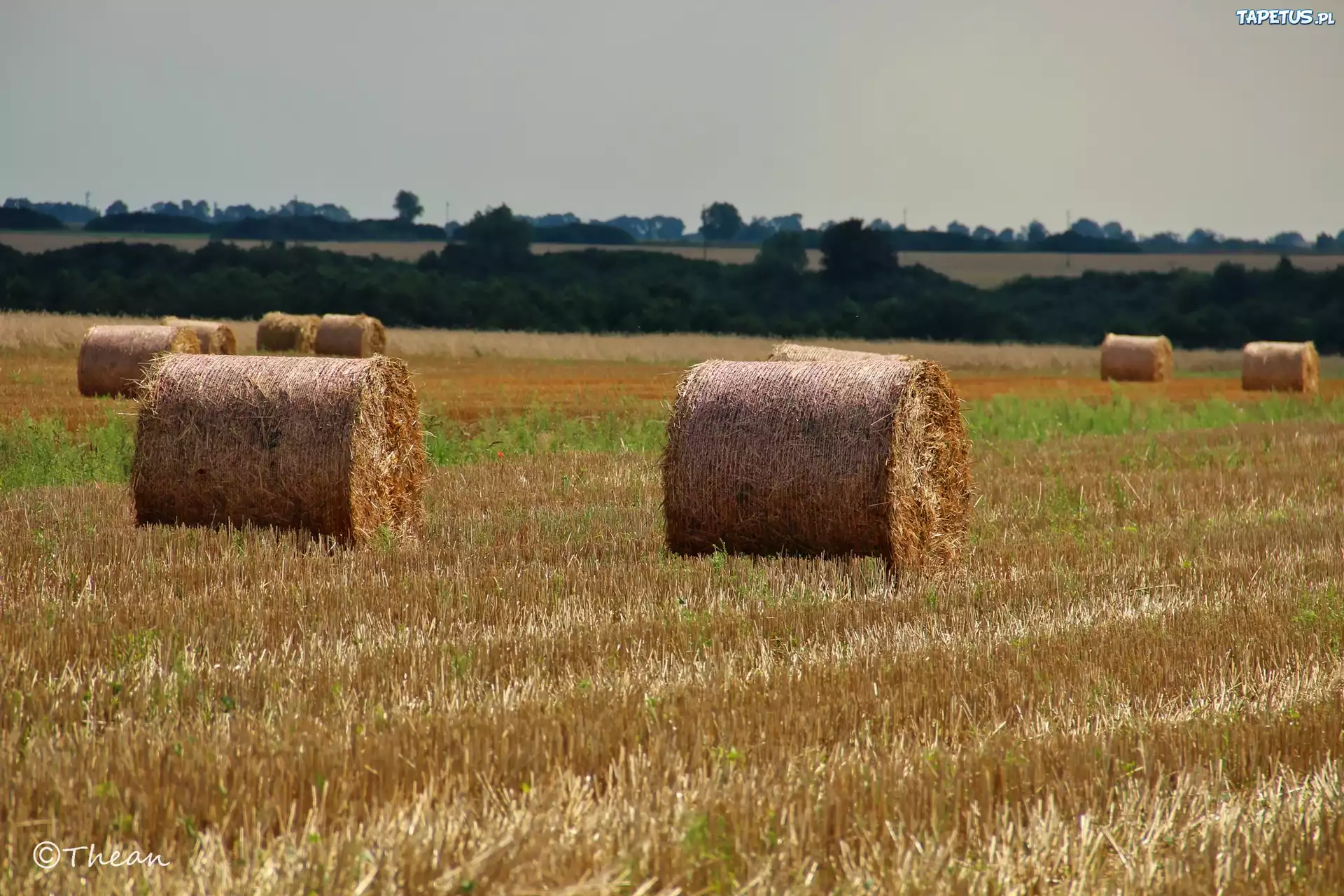 Pole, Zżęte, Zboże, Bele, Lato