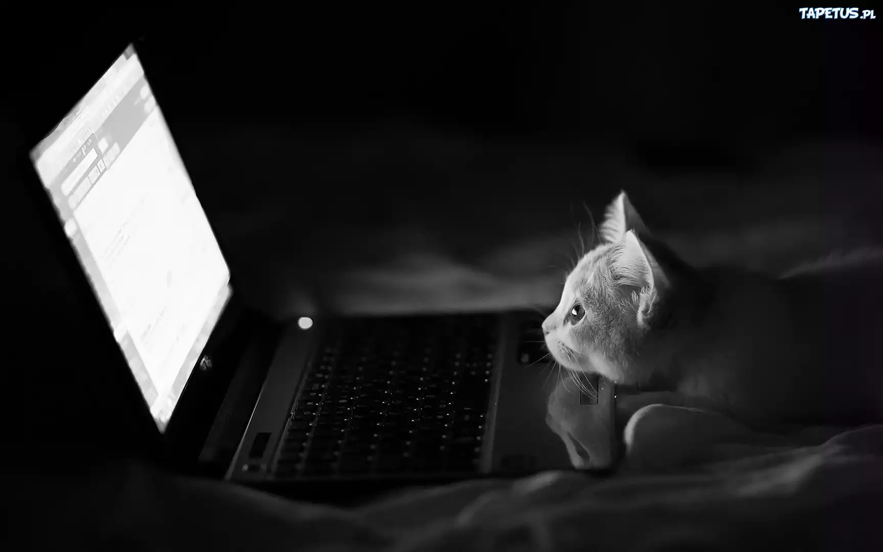 Kotek, Laptop