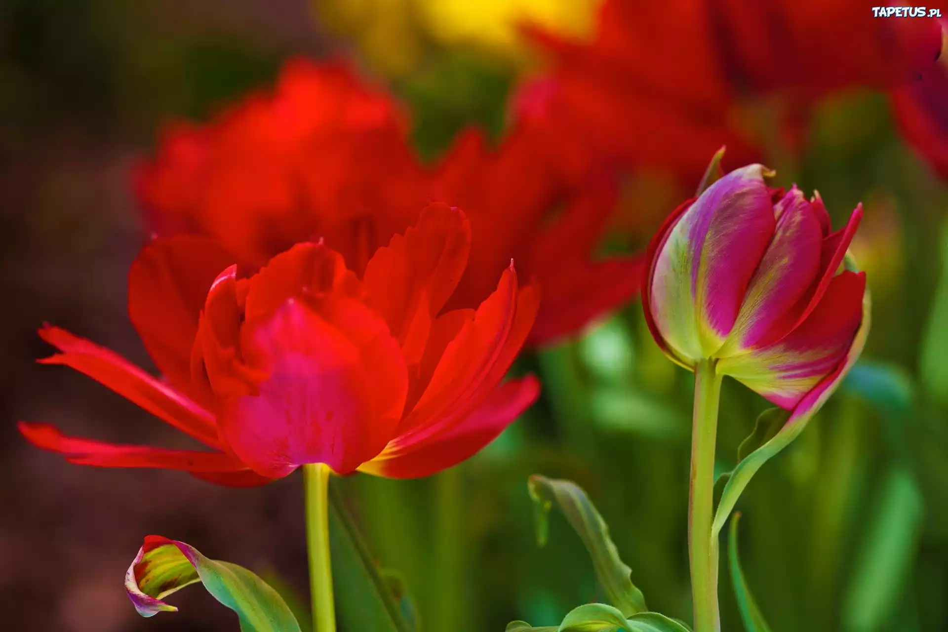 Tulipany
