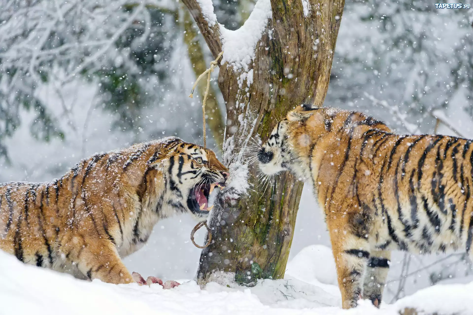 тигры на снегу скачать