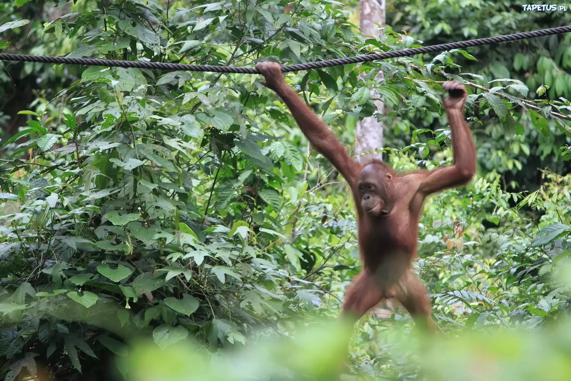 Orangutan, Dżungla, Lina