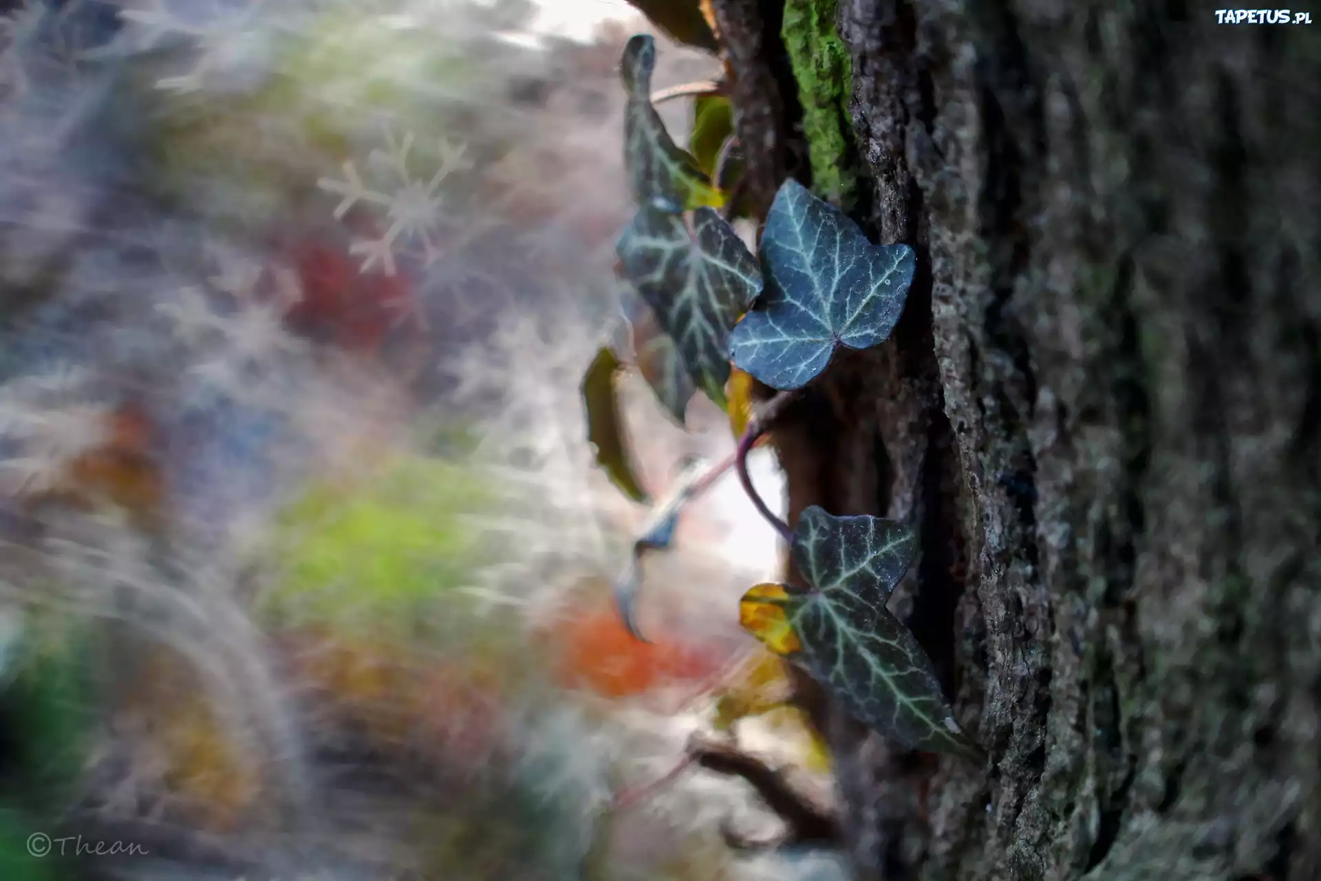 Drzewo, Bluszcz, Bokeh