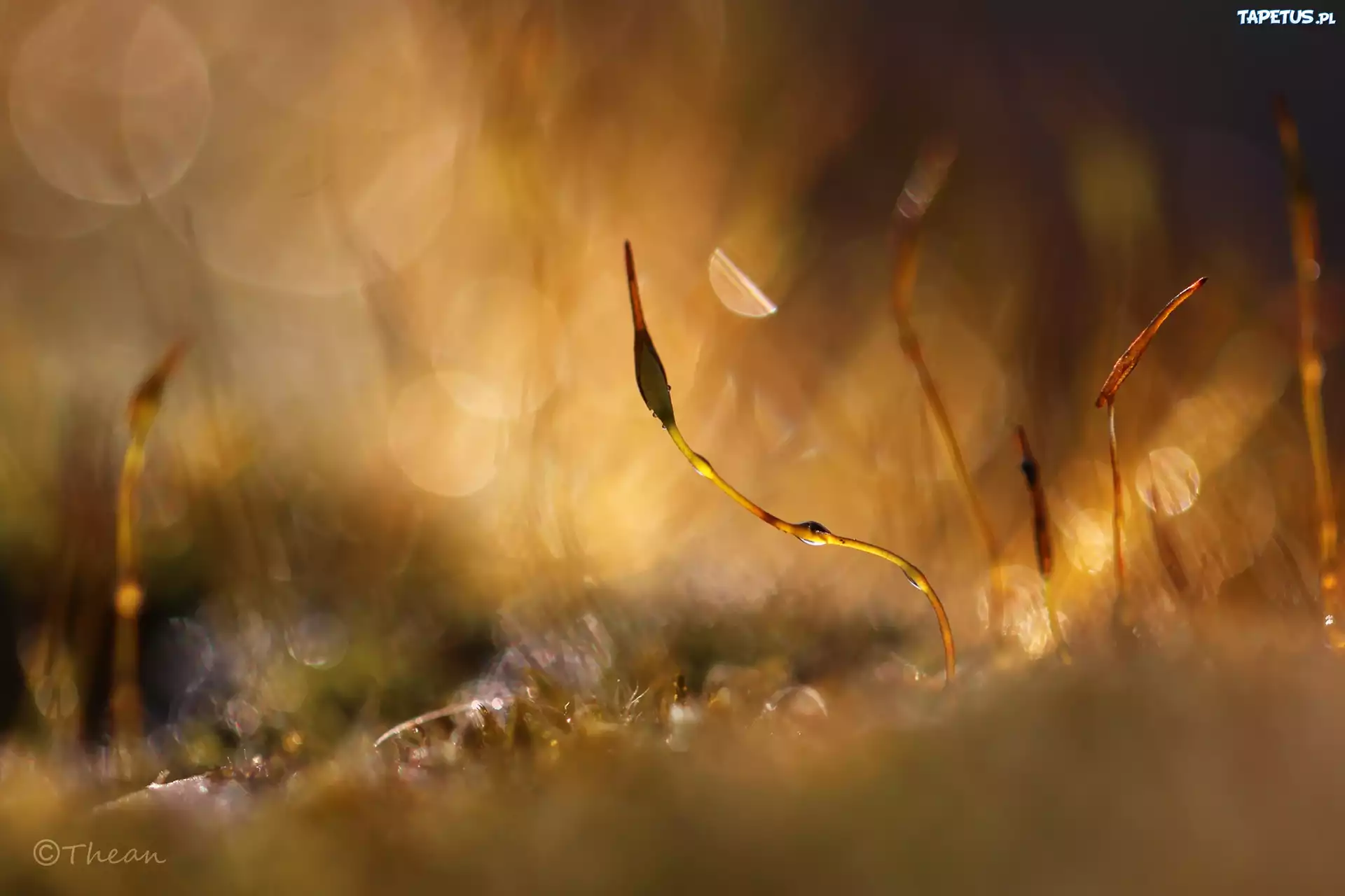 Mech, Źdźbła, Makro, Bokeh