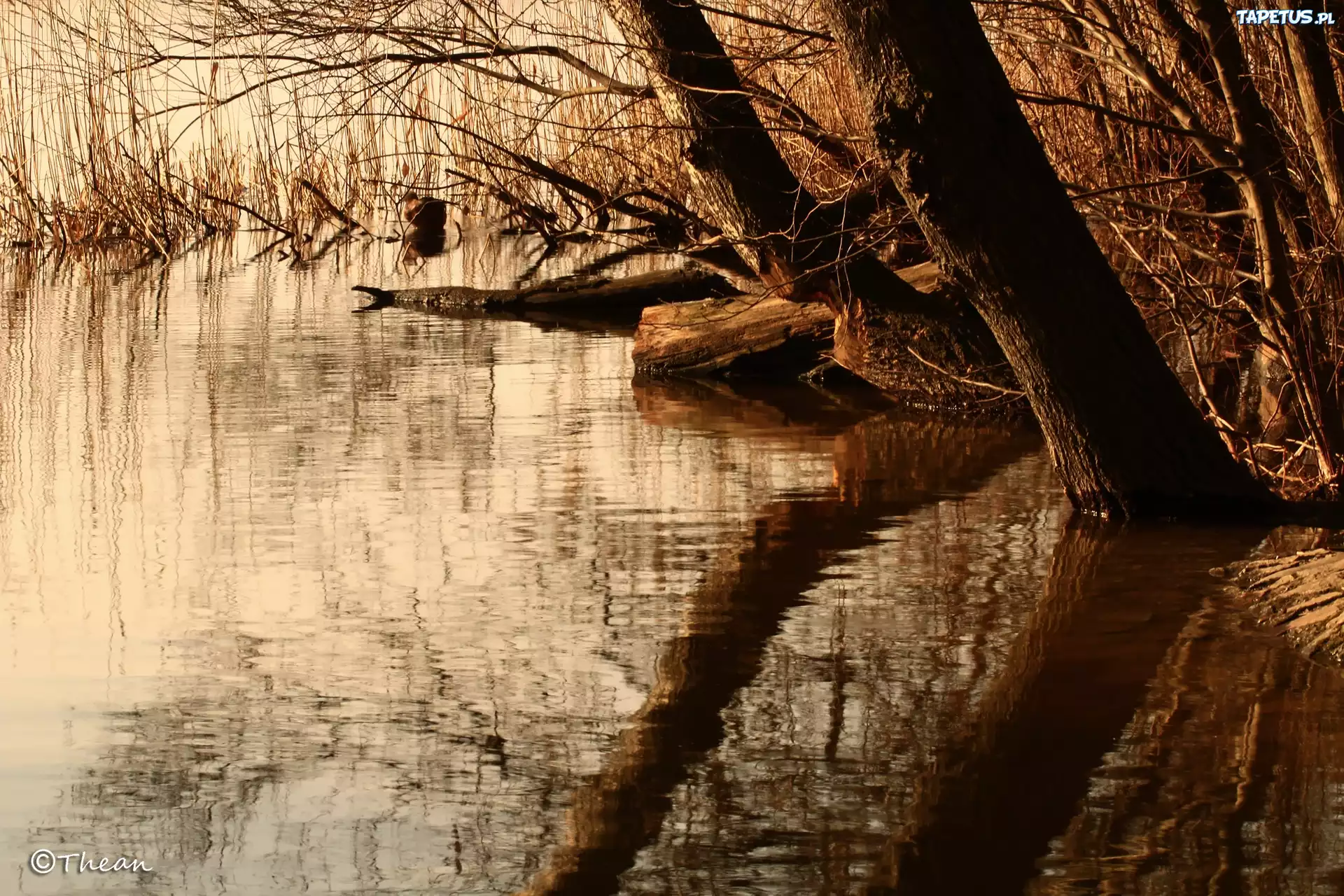 Jezioro, Brzeg, Drzewa, Trzcina