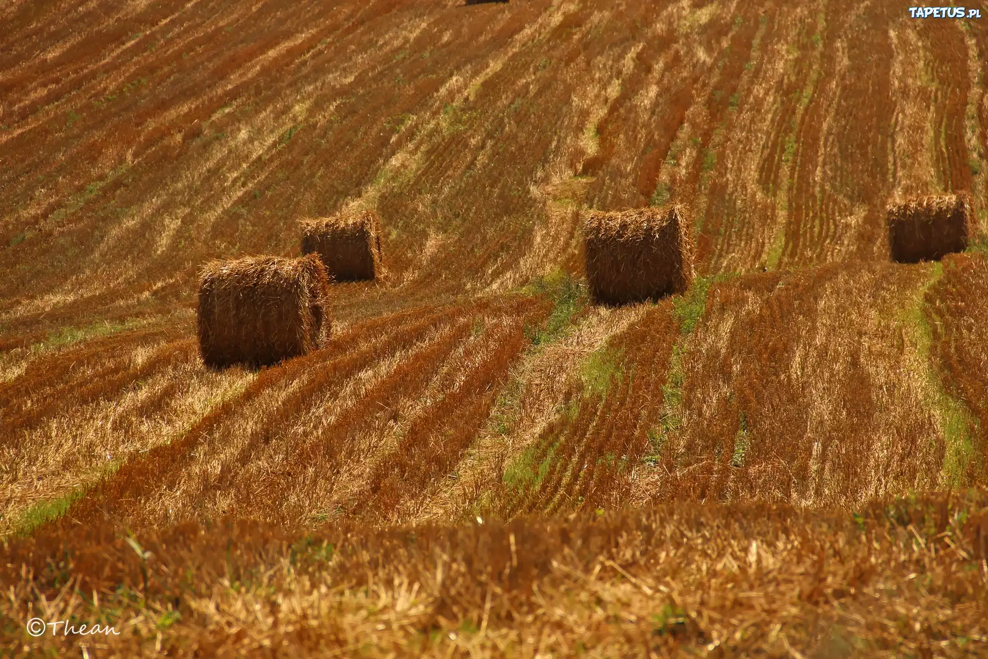 Pole, Zżęte, Zboże, Lato