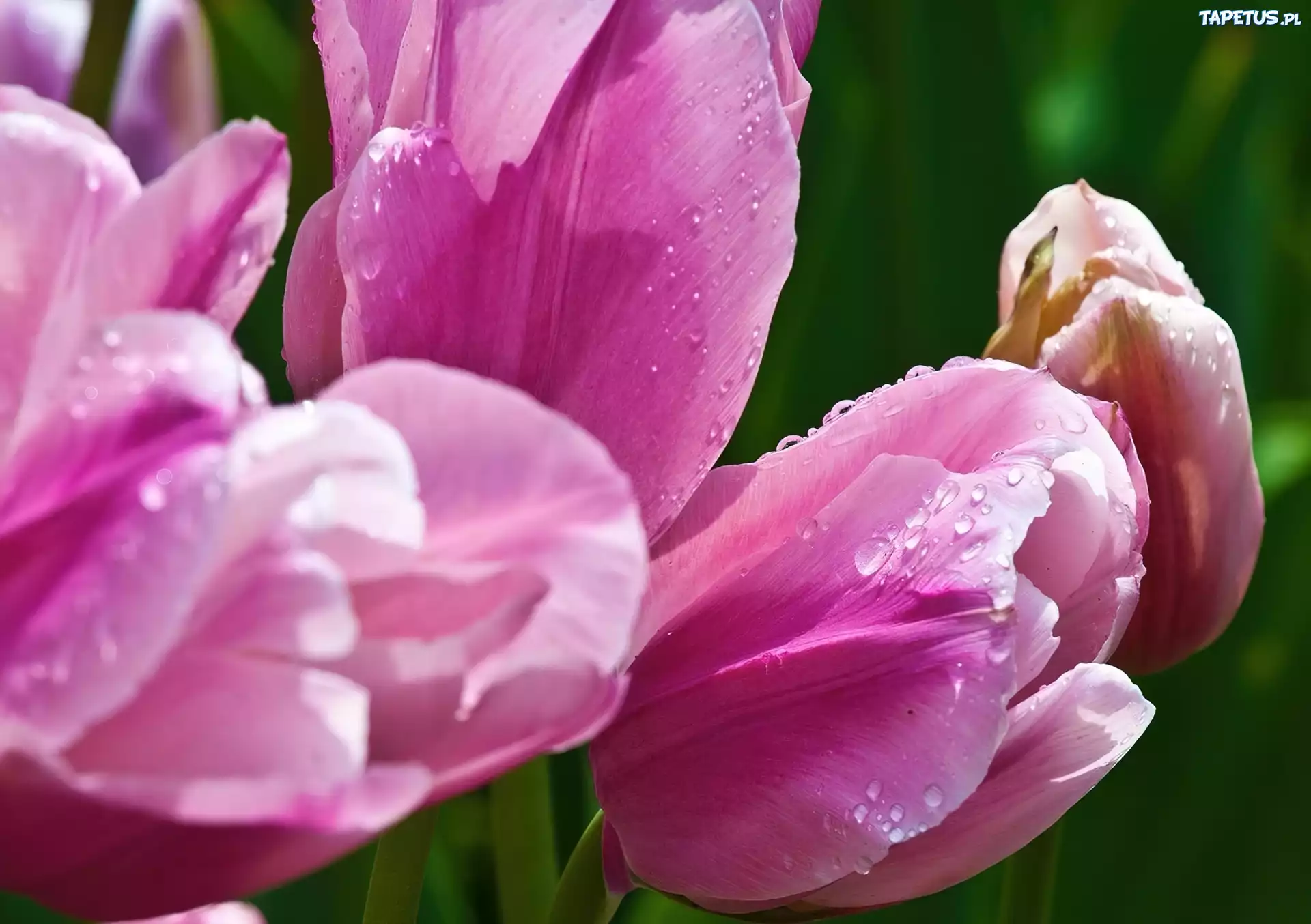 Różowe, Tulipany, Krople, Rosy