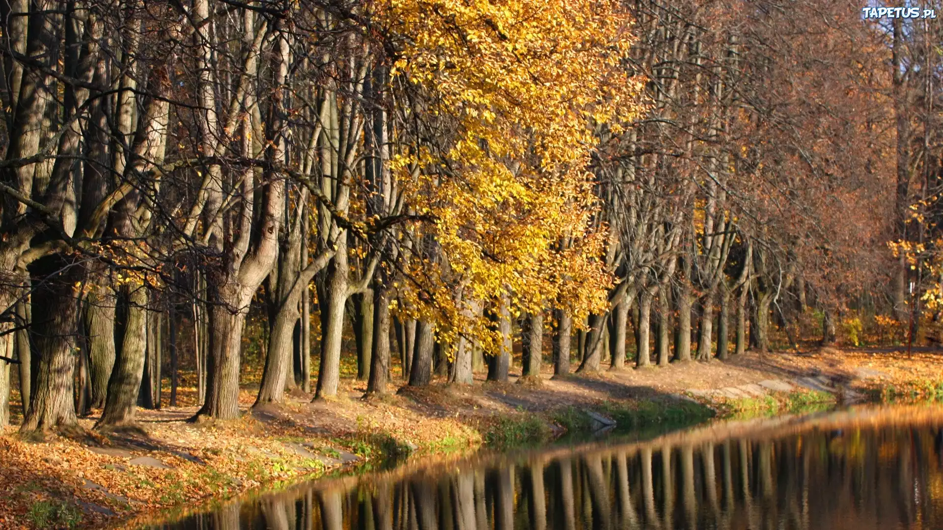 Осенний лиственный лес бесплатно