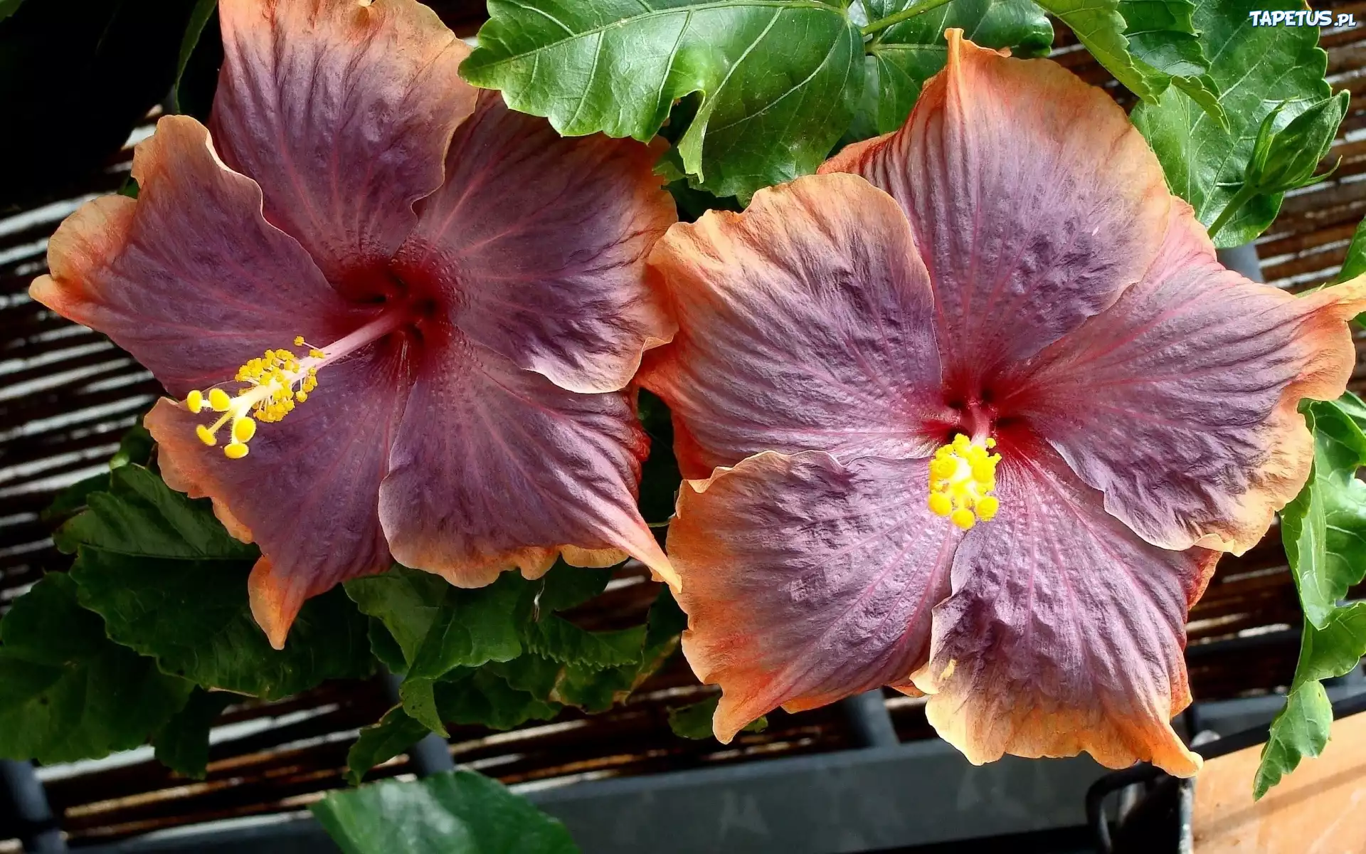 Kwiaty, Hibiskus