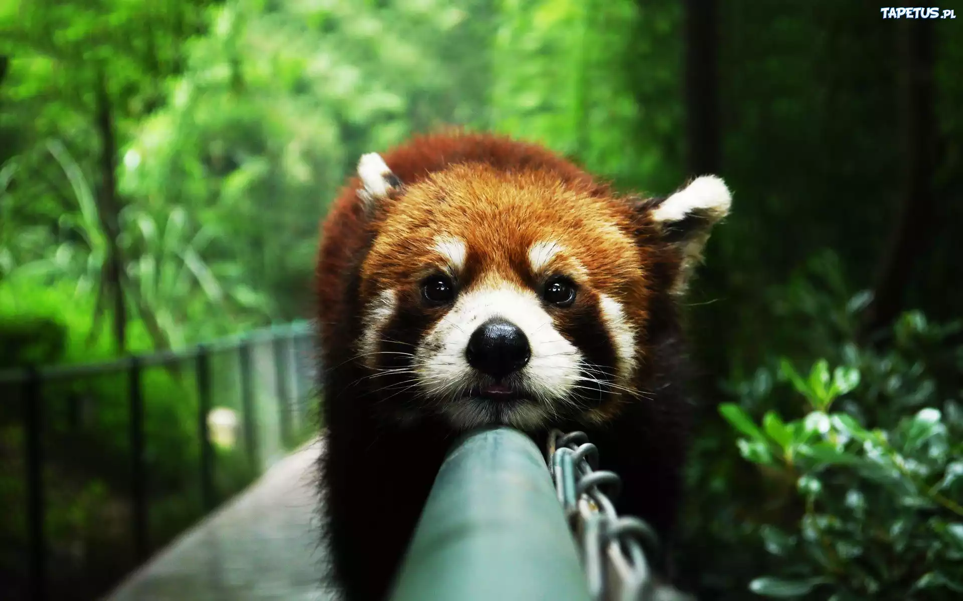Panda, Czerwona, Rozmycie