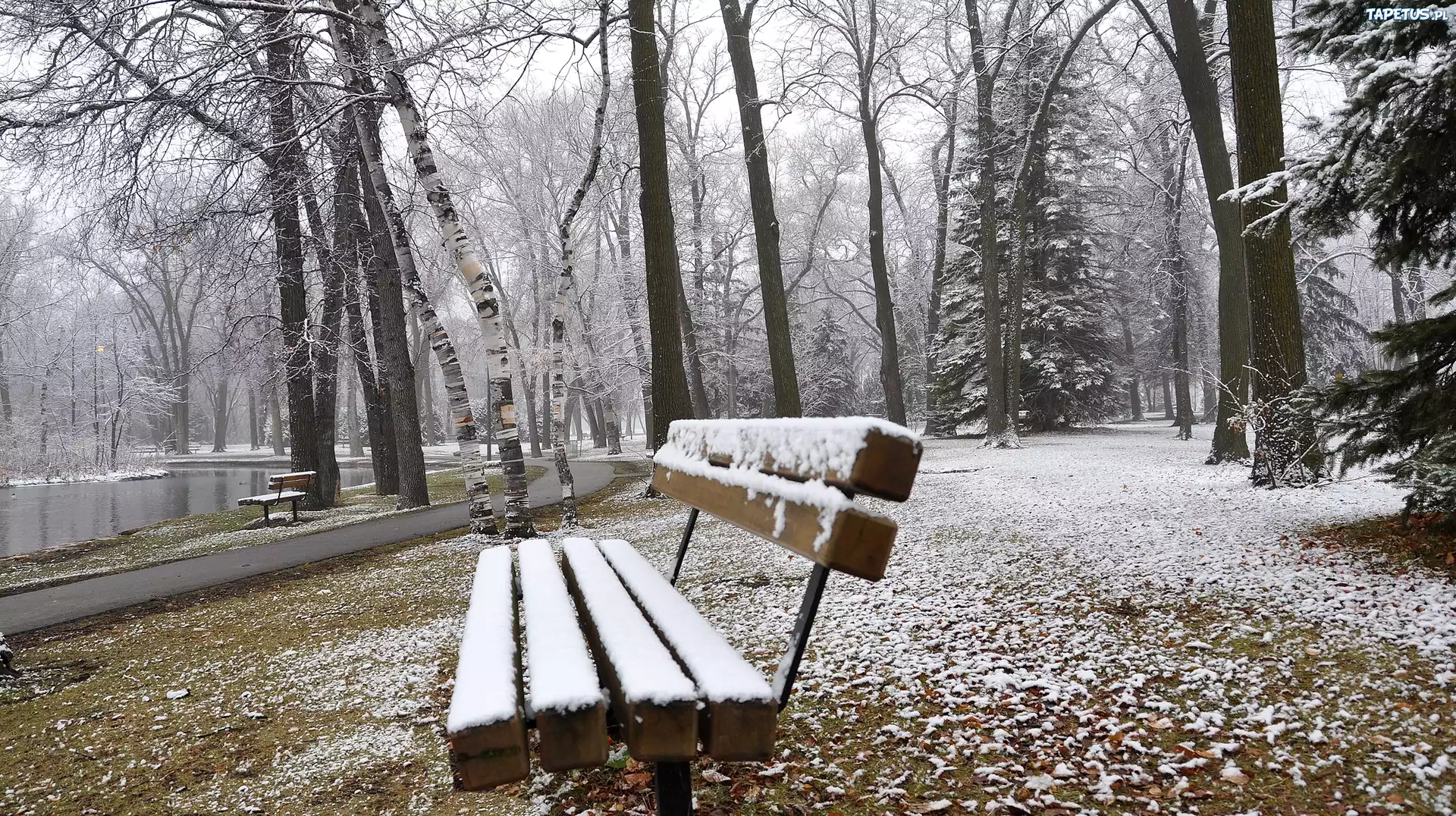 Park, Ławka, Drzewa, Alejka, Staw