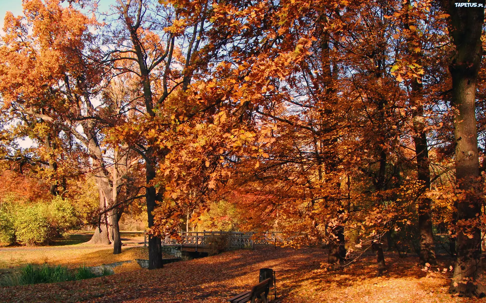 Rzeczka, Mostek, Alejki, Ławka, Park, Jesień