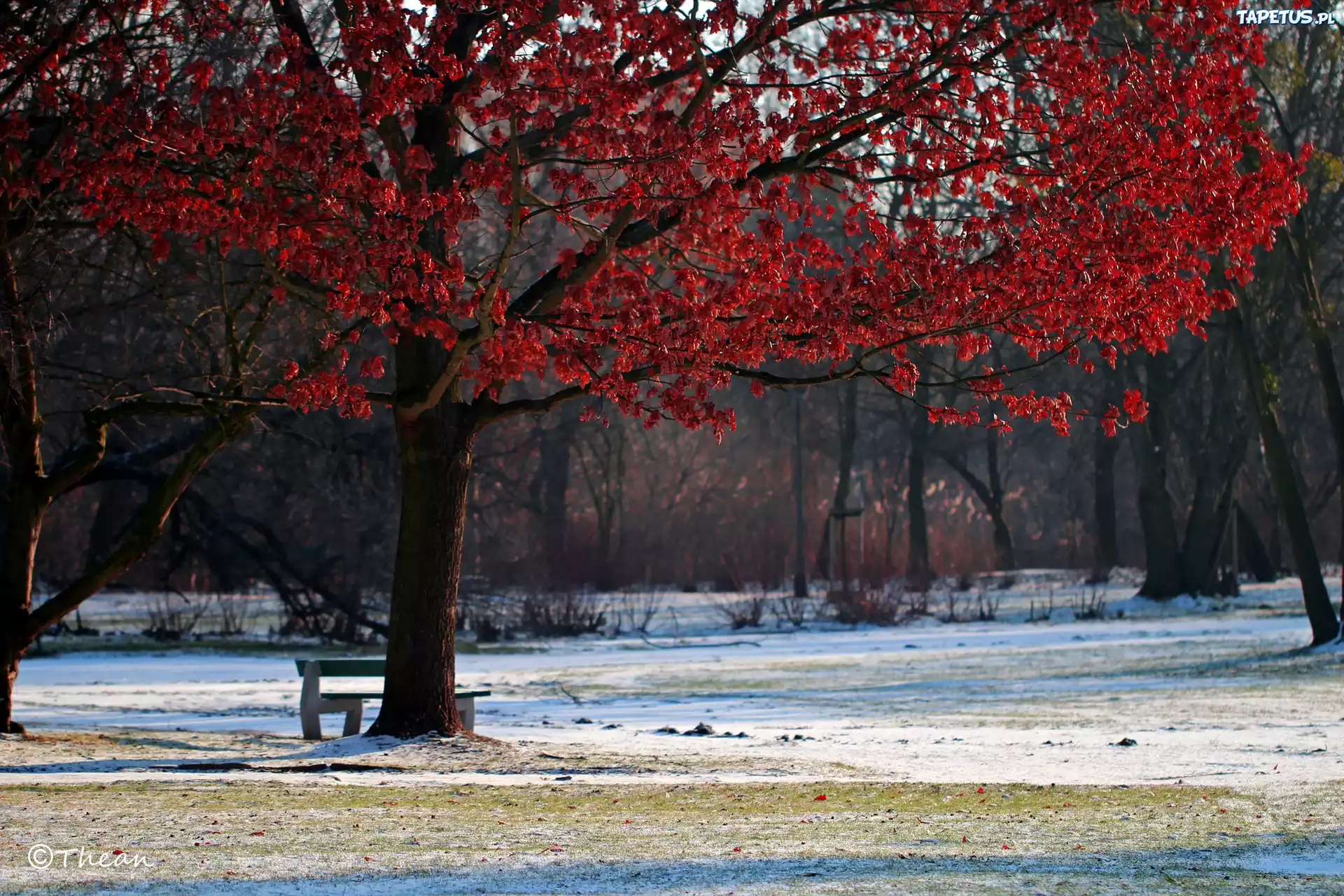 Drzewo, Czerwone, Liście, Zima, Park