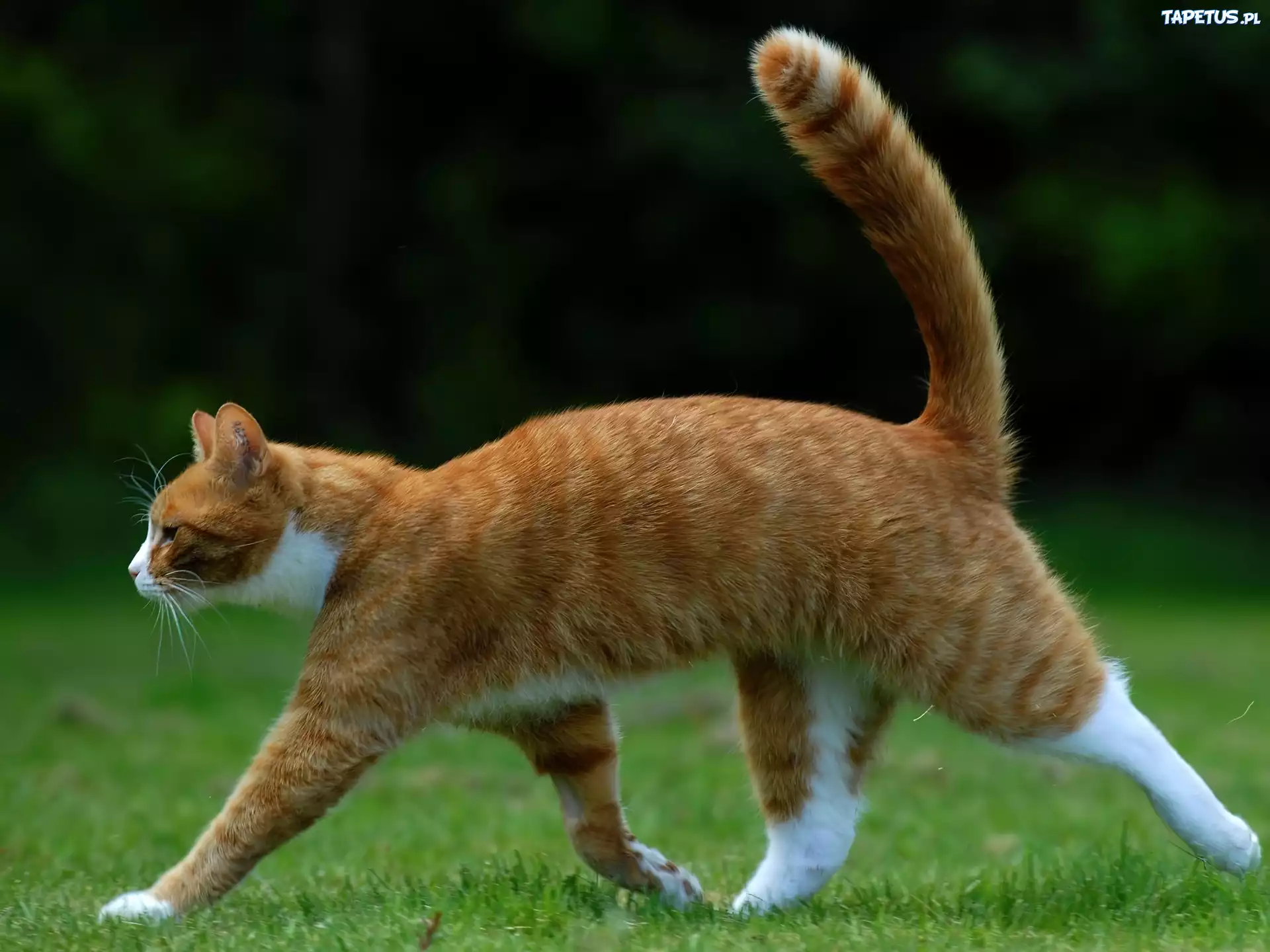 Включи кот бегать. Кошка бежит. Кошка в движении. Кошка идет. Рыжий кот бежит.