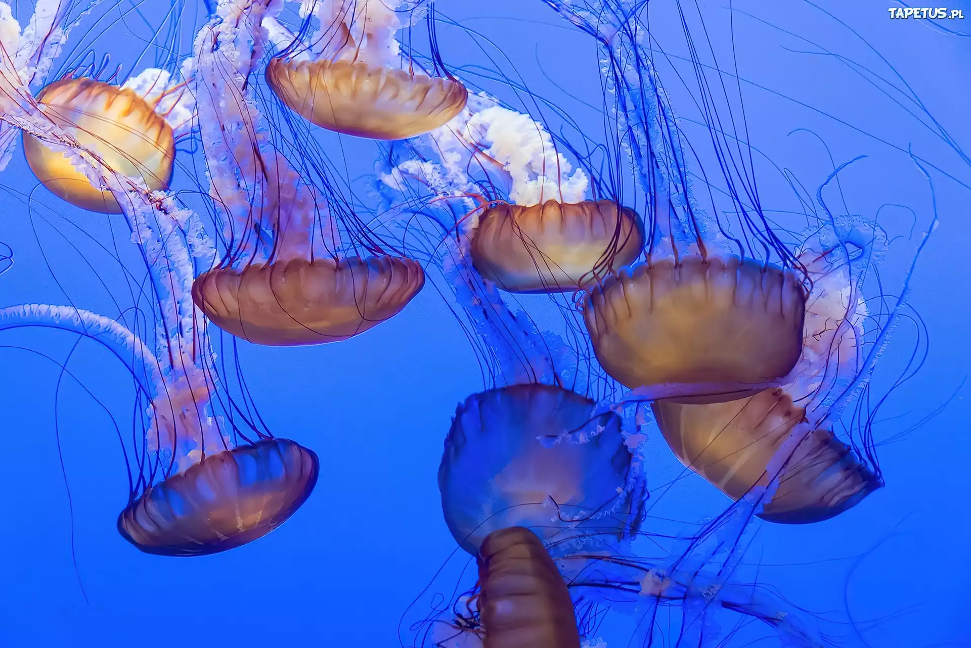Meduzy