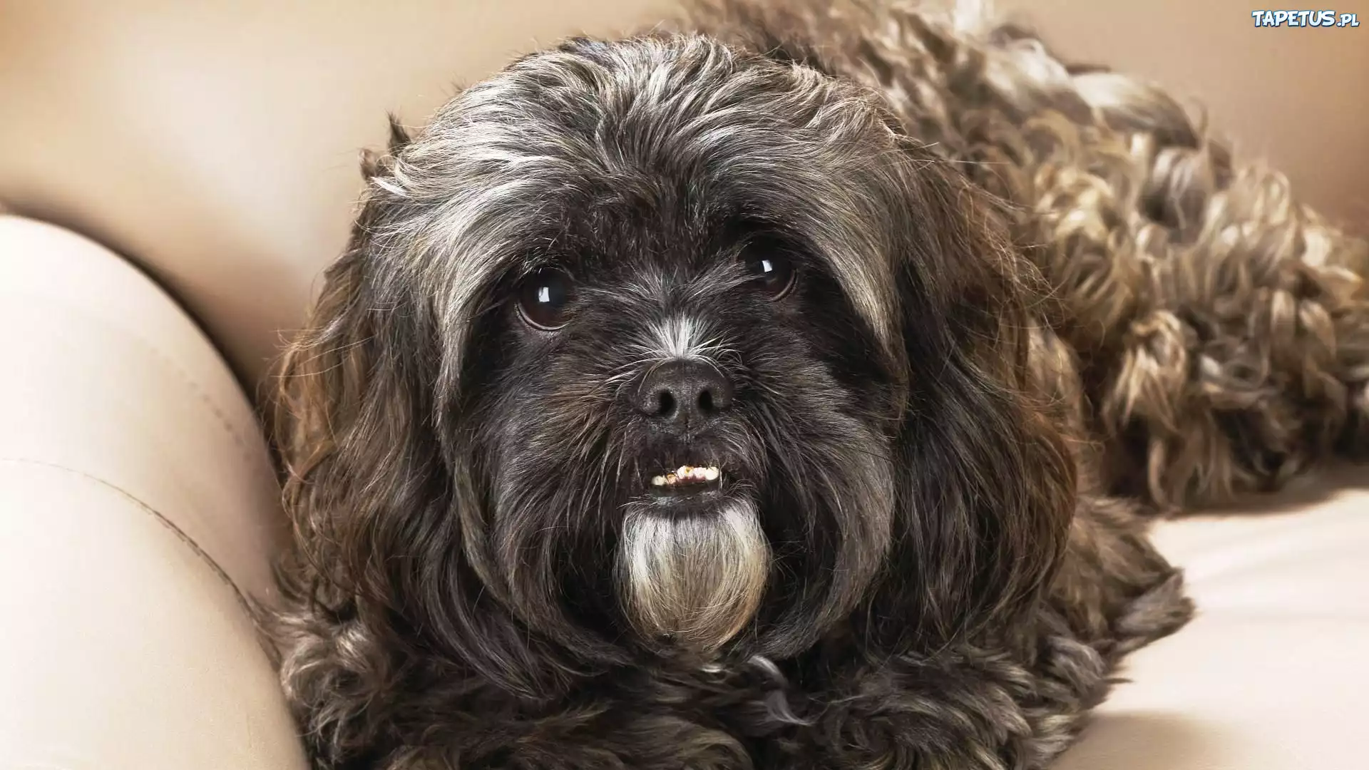 Bichon Frise, Kanapa
