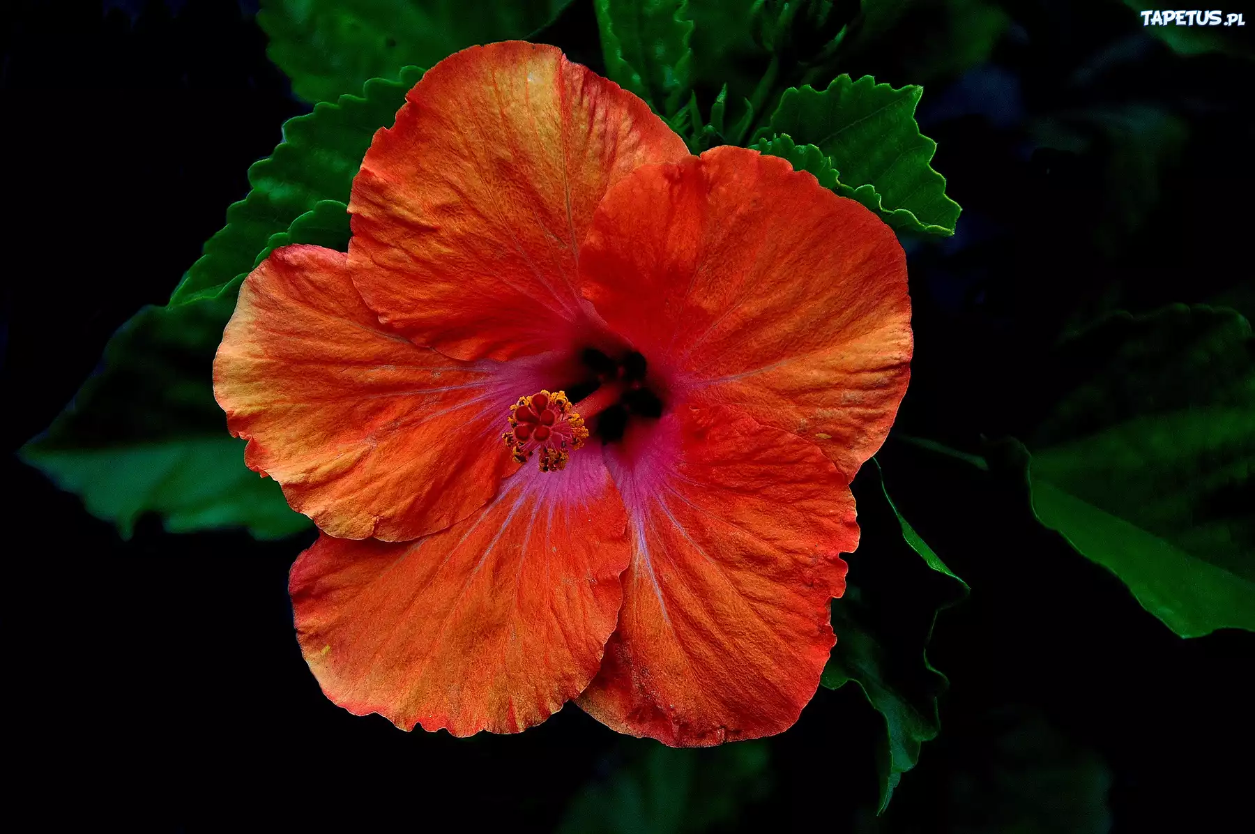 Pomarańczowy, Hibiskus