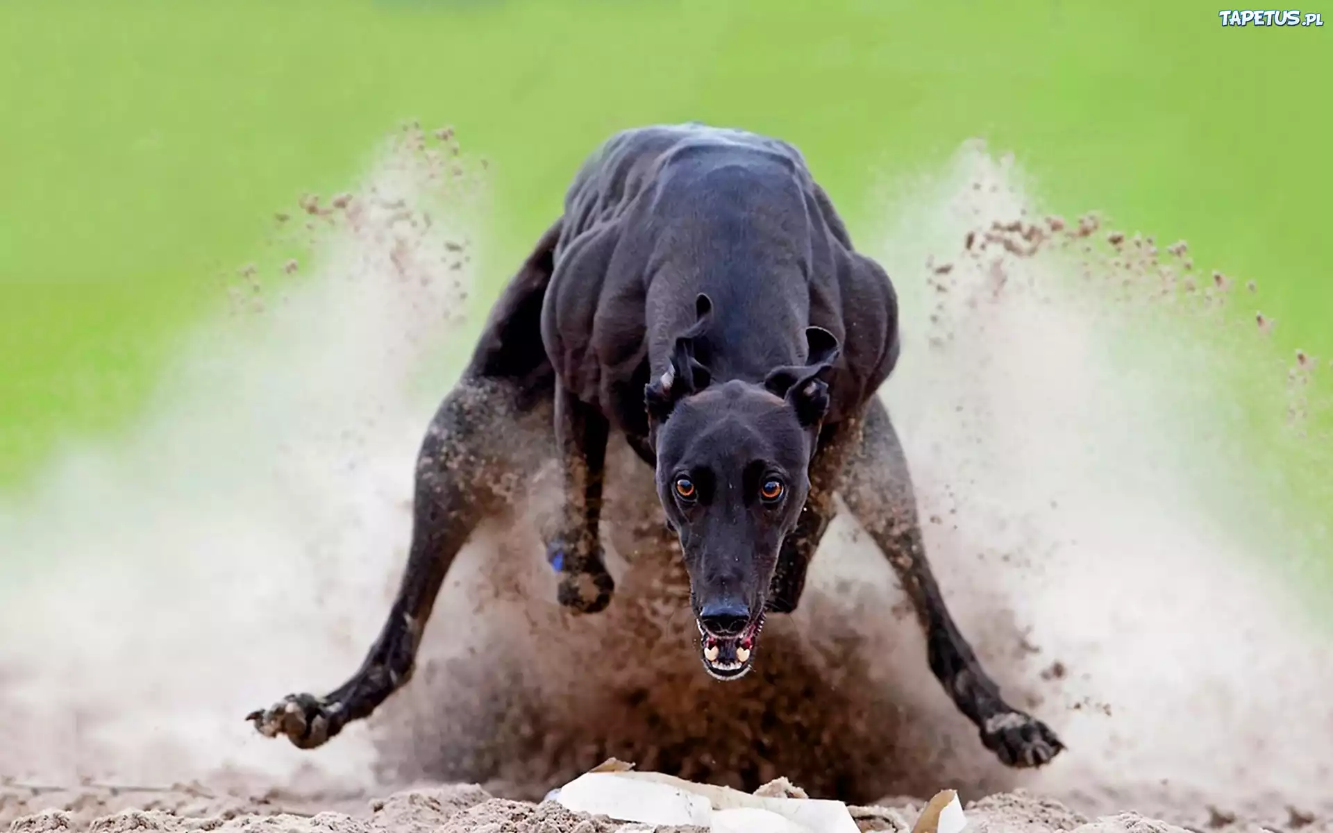 Pies, Greyhound, Bieg