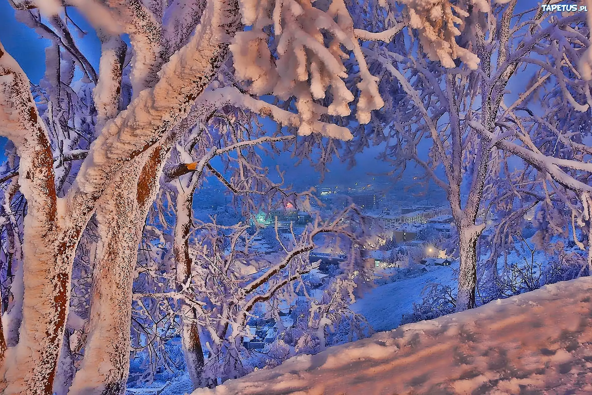 Zima, Śnieg, Miasteczko, Drzewa