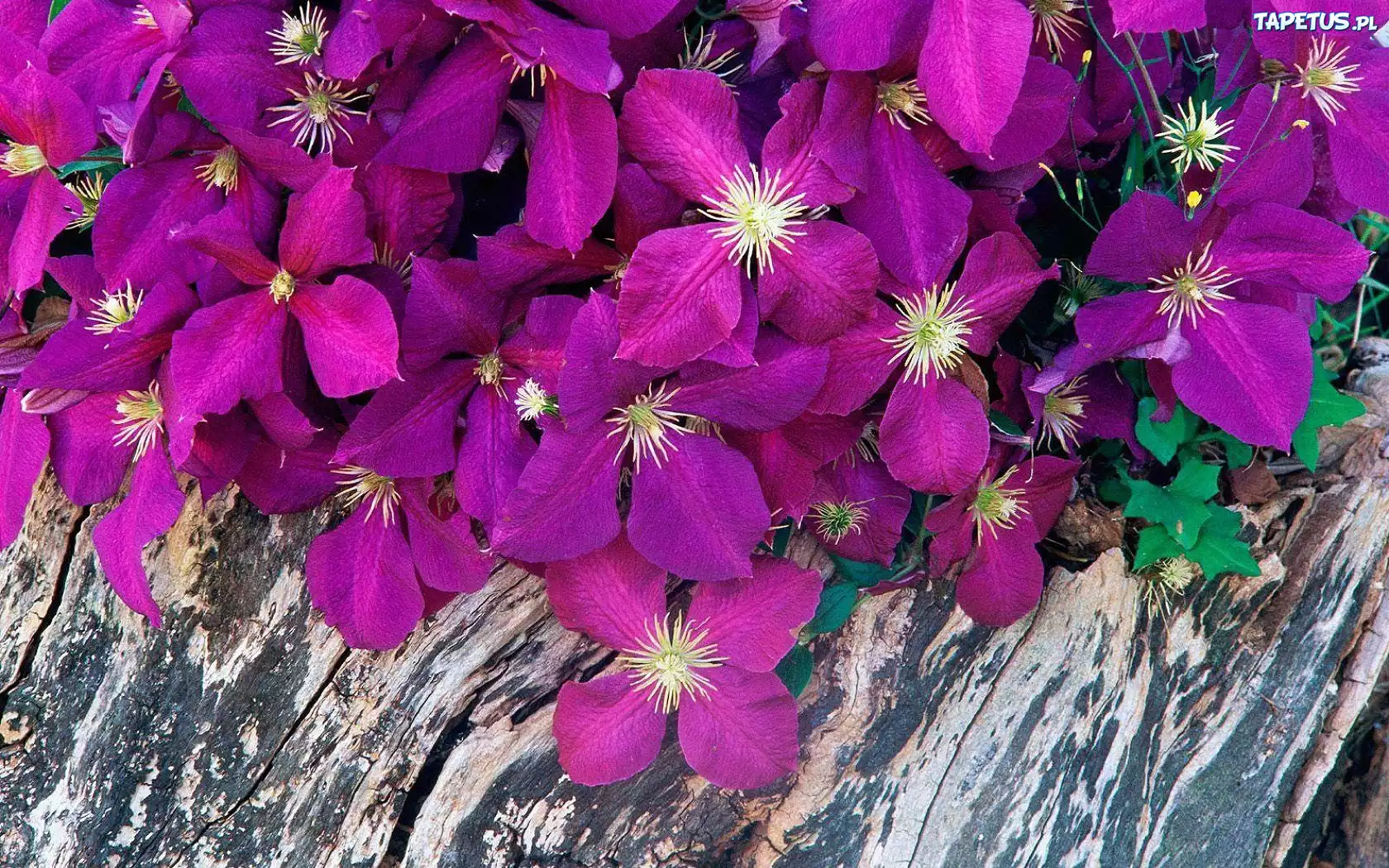Purpurowe, Kwiatki