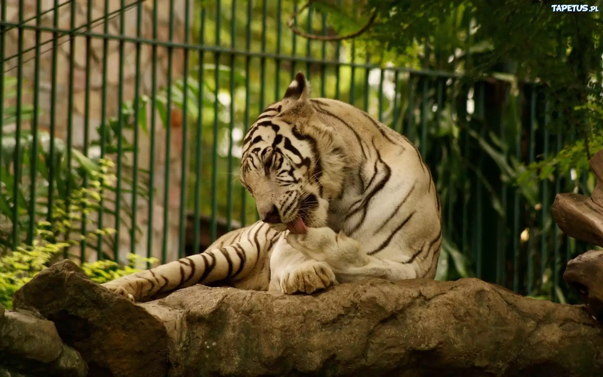 Tygrys, Skała, ZOO