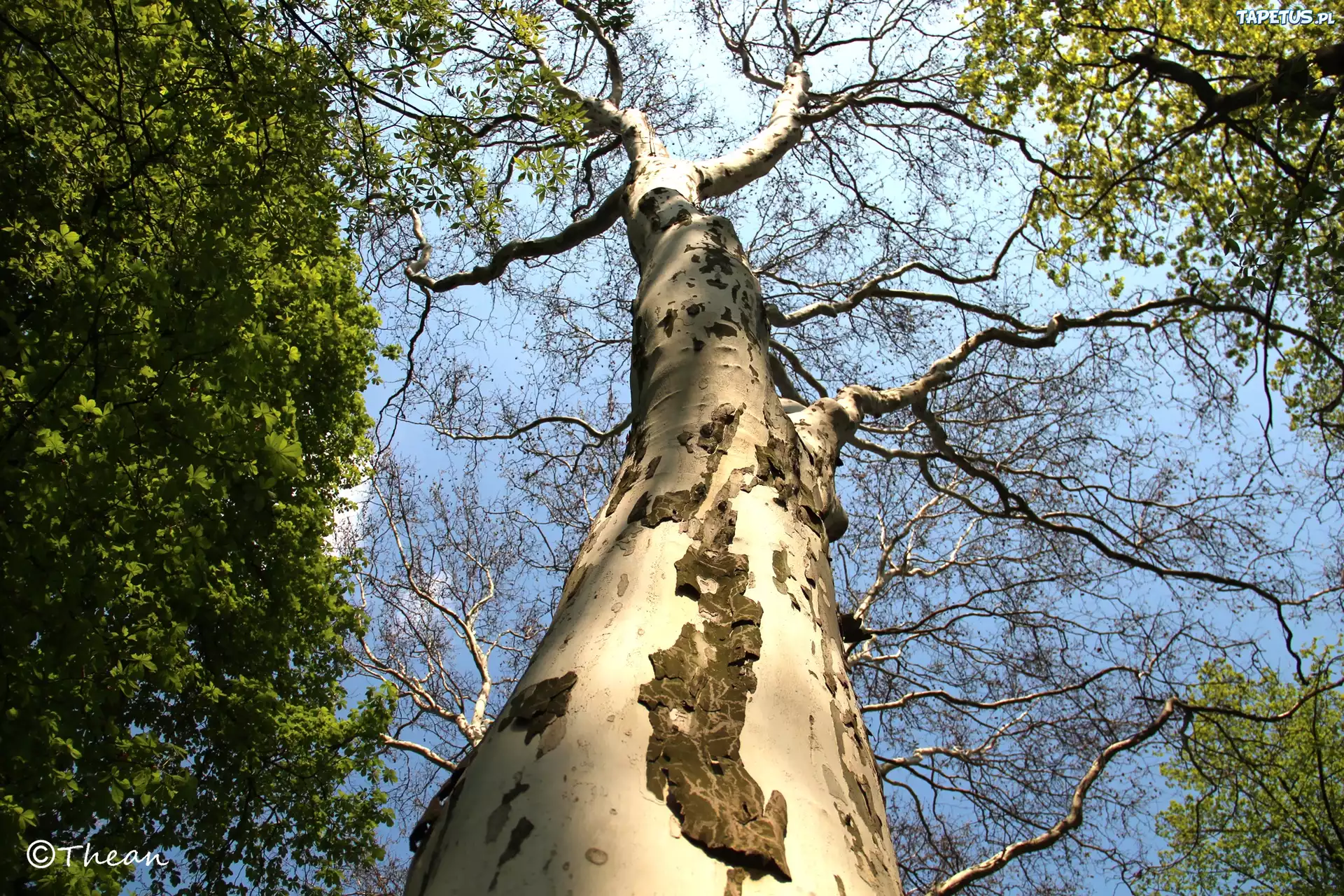 Wysoki, Platan