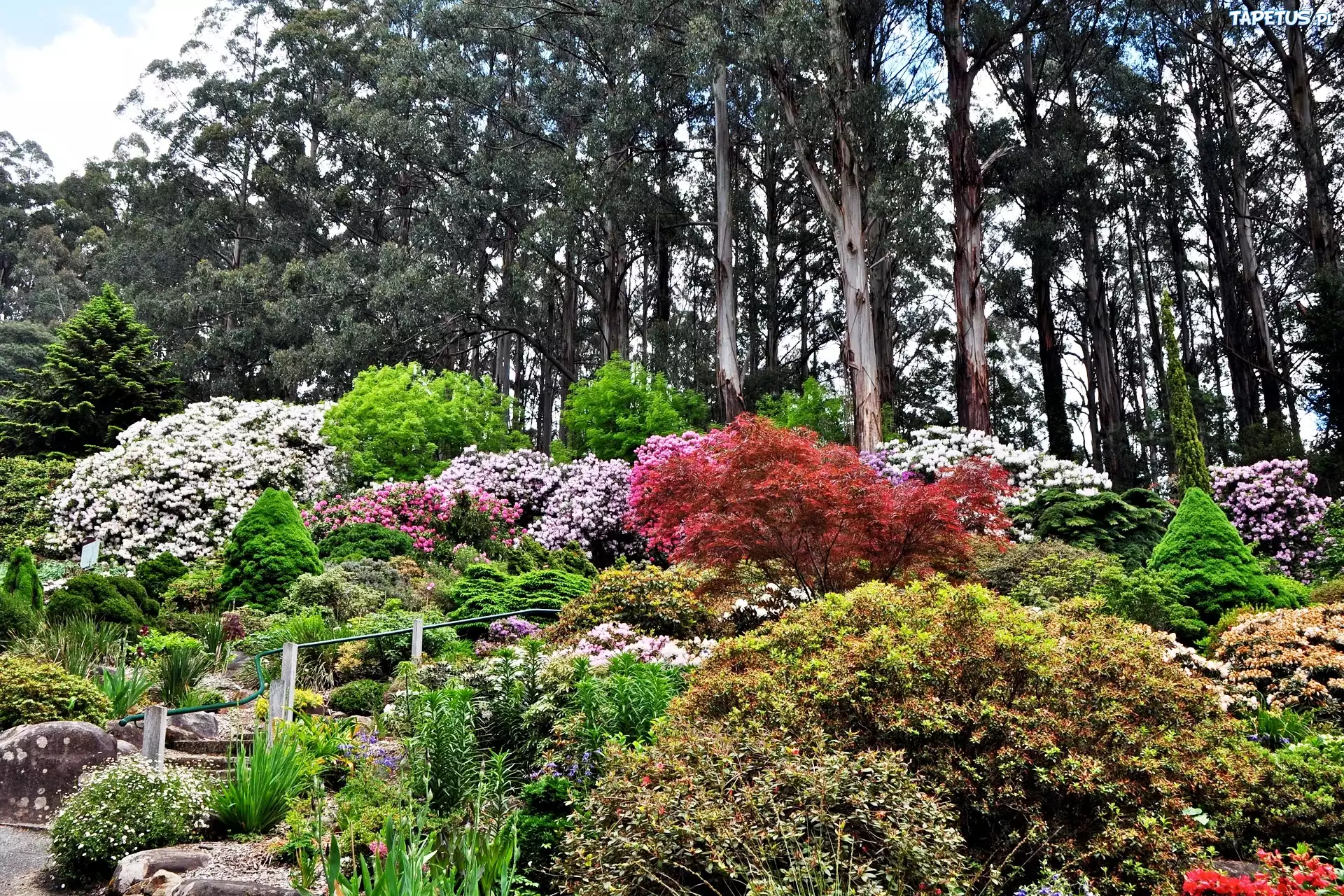 Park, Drzewa, Azalia