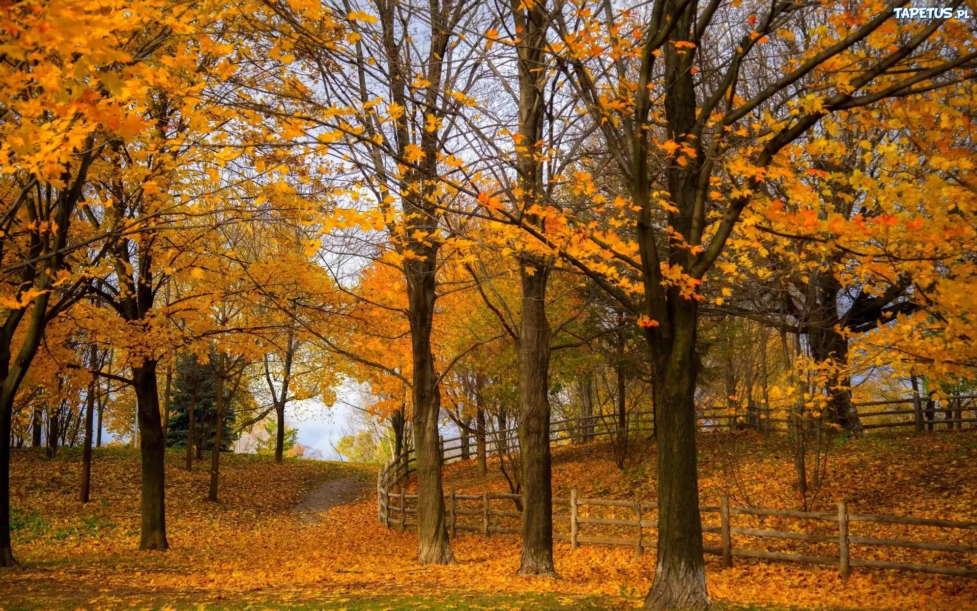 Park, Drzewa, Liście, Ogrodzenie, Ścieżka, Jesień