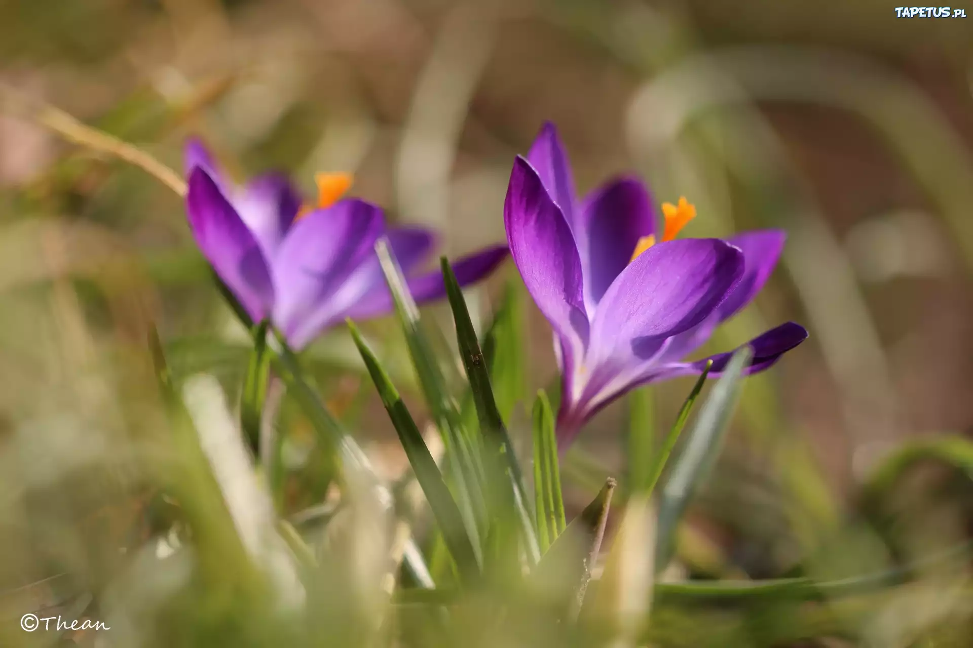 Fioletowy, Krokus, Kwiat, Wiosna