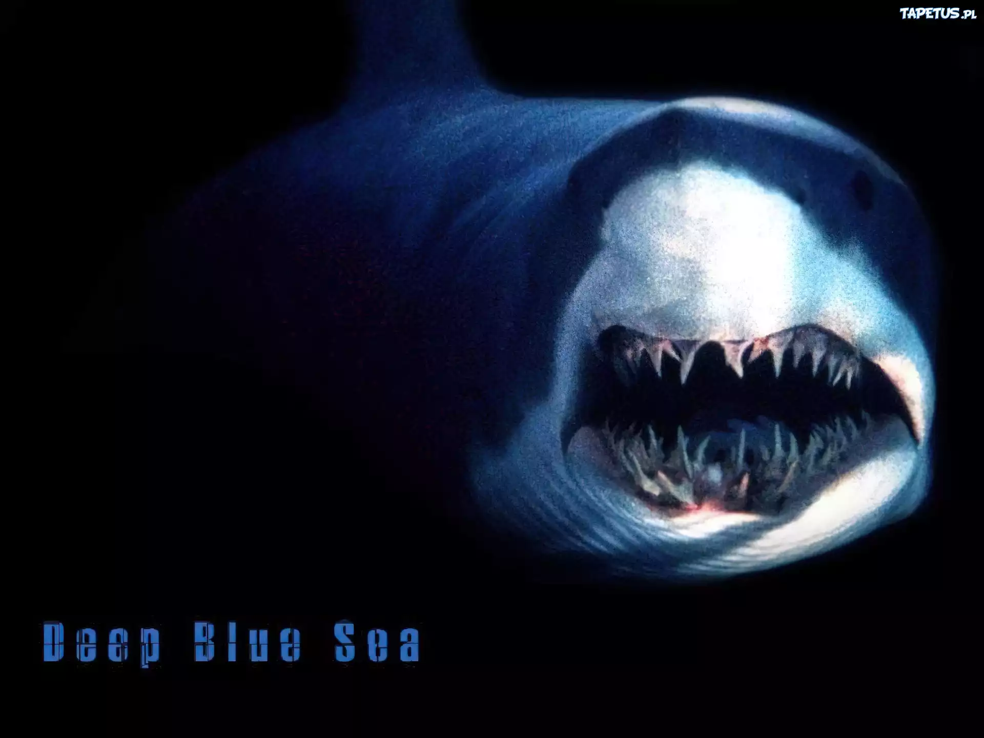 Deep Blue Sea, rekin, szczęka
