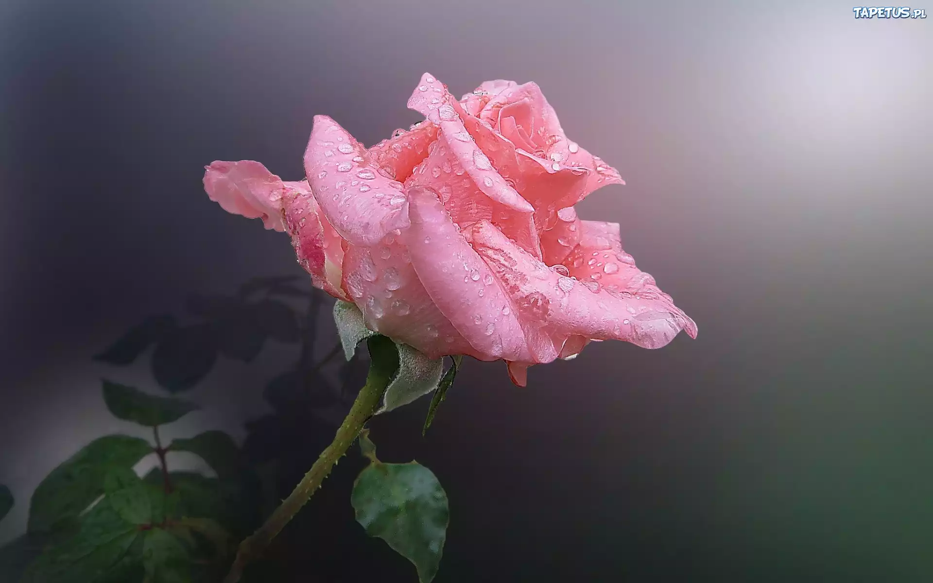 Różowa, Róża, Rosa