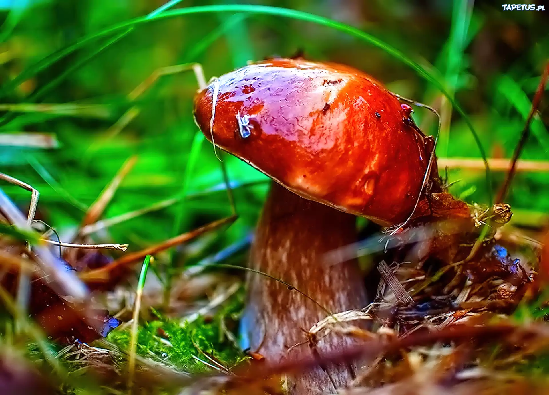 Grzyb, Ściółka, Leśna