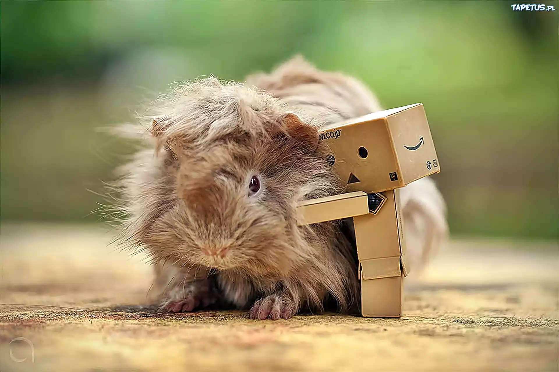 Danbo, Świnka, Morska